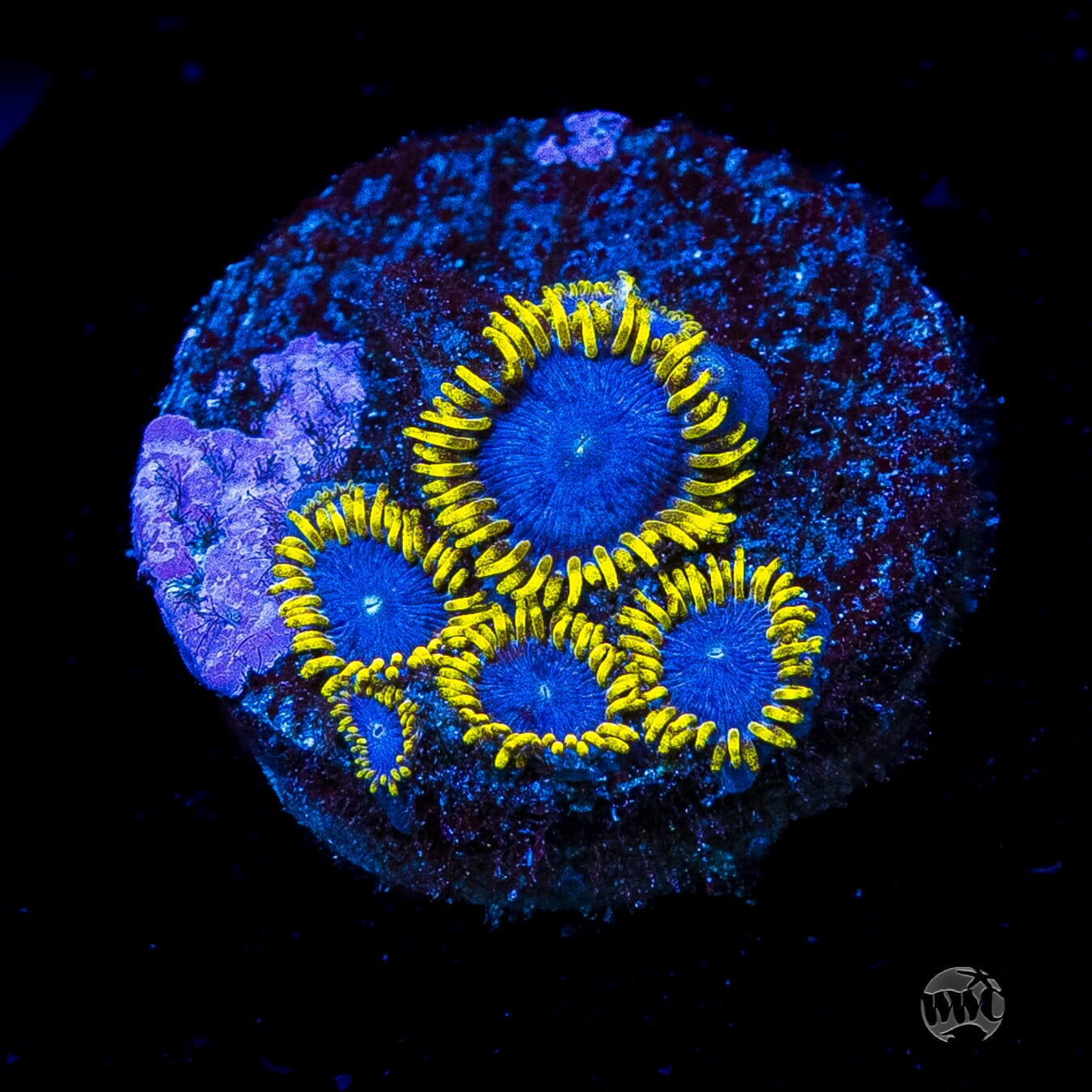 WWC Blue Angels Zoanthids