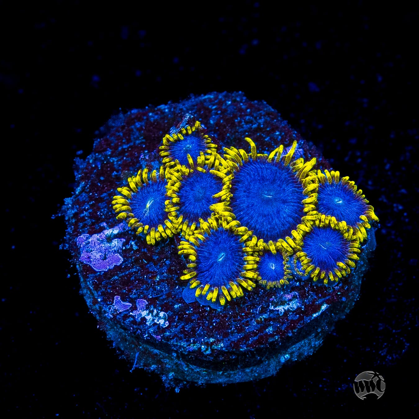 WWC Blue Angels Zoanthids