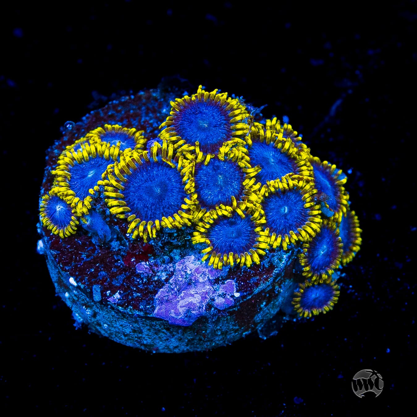 WWC Blue Angels Zoanthids