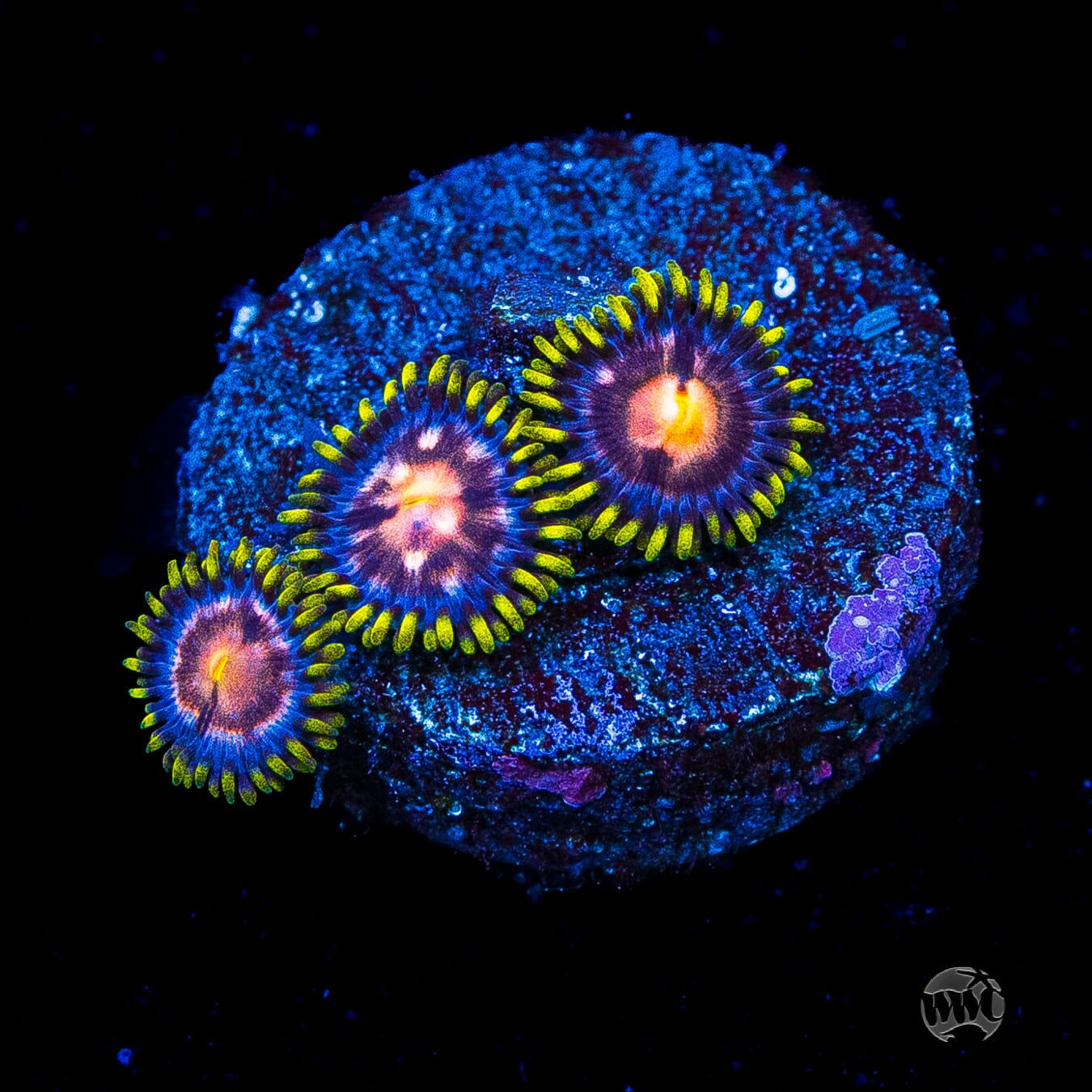 WWC Sweet Tooth Zoanthids