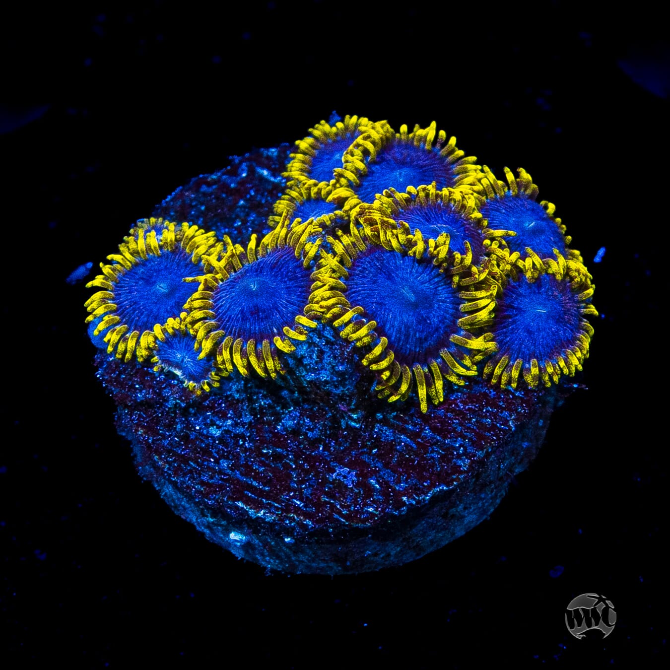 WWC Blue Angels Zoanthids