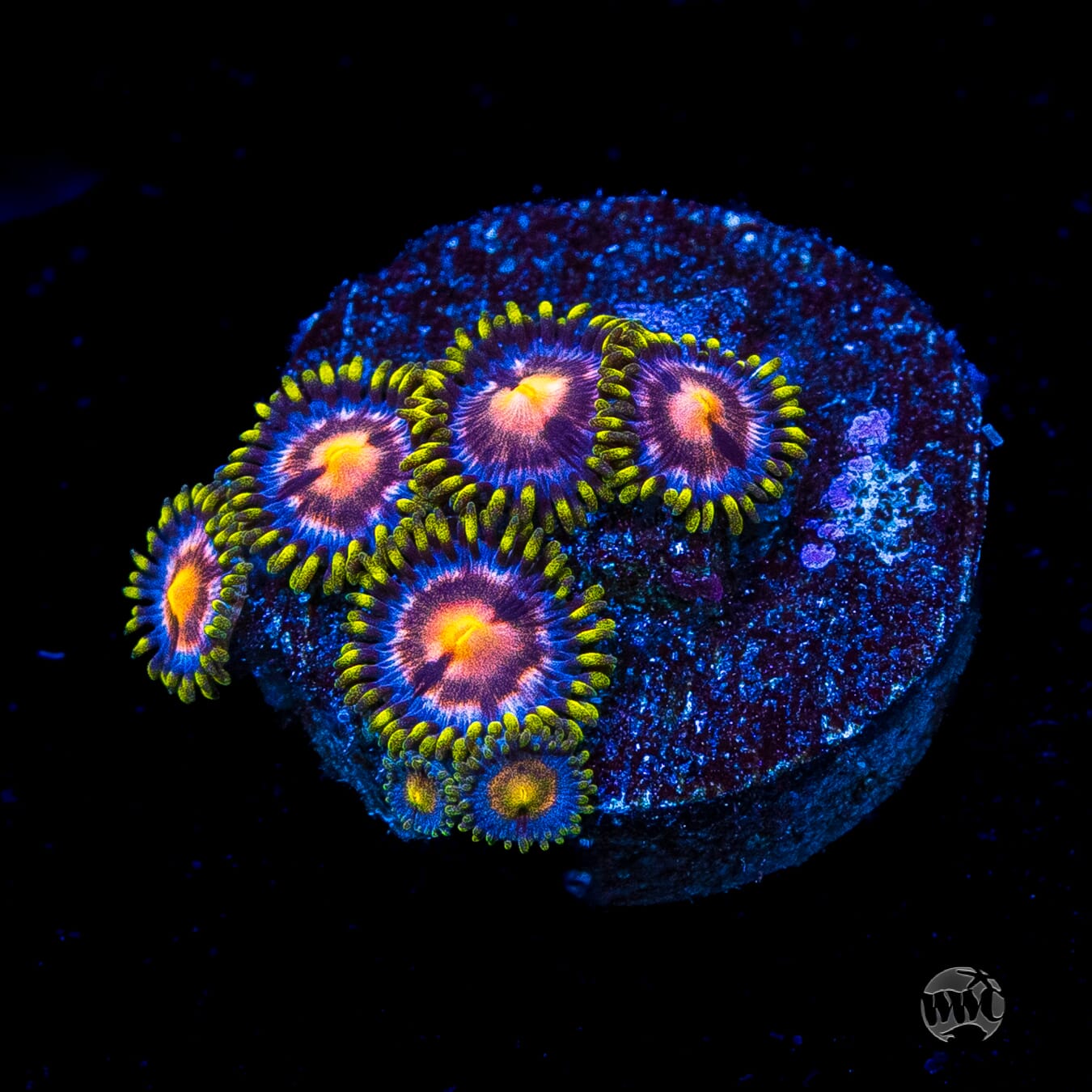 WWC Sweet Tooth Zoanthids