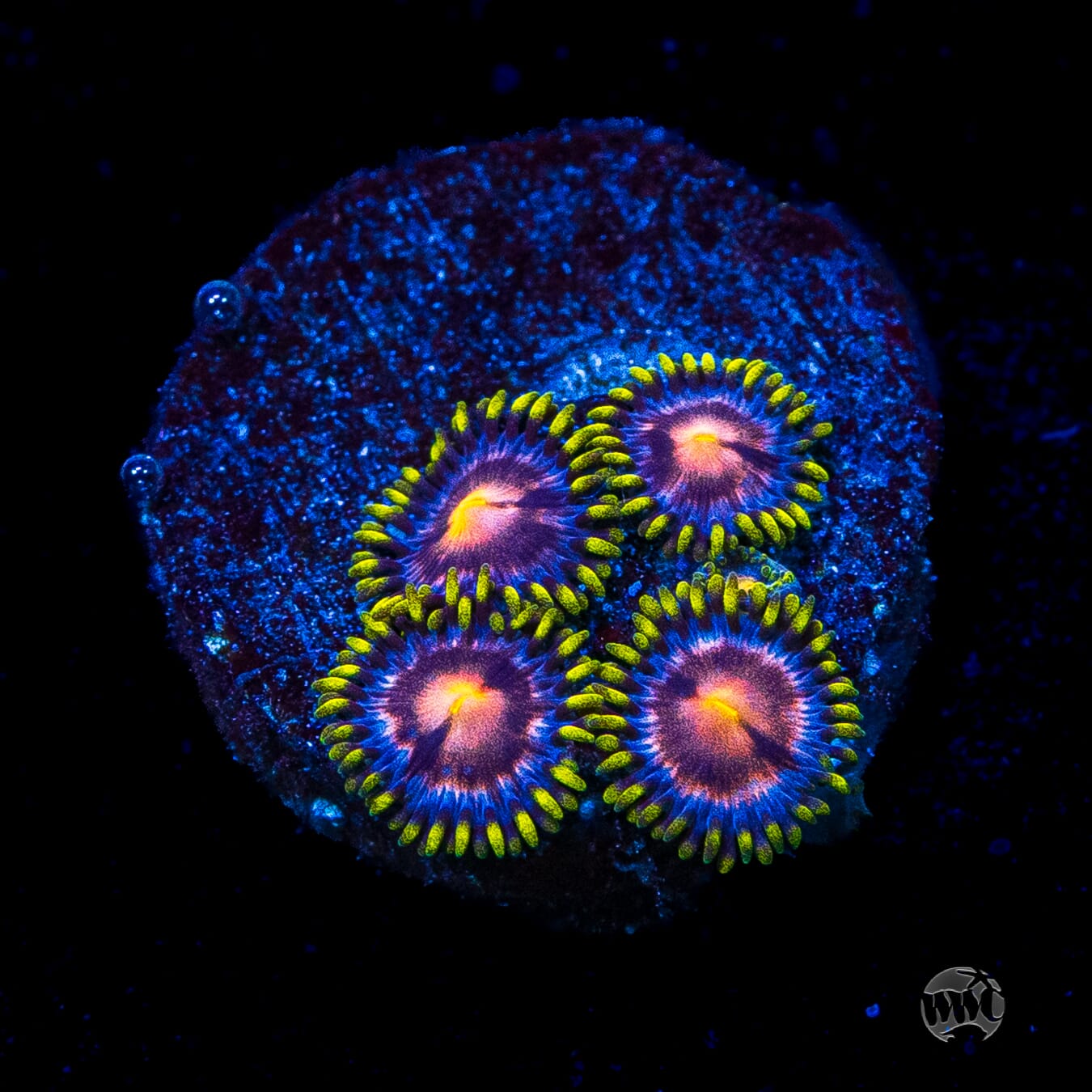 WWC Sweet Tooth Zoanthids