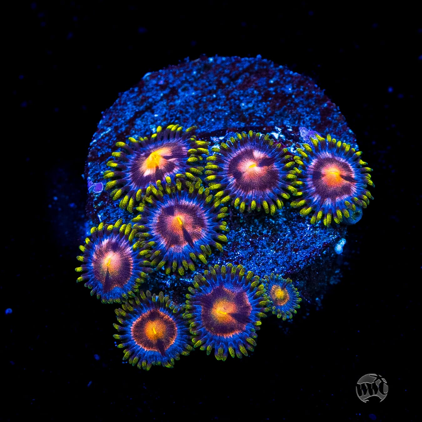 WWC Sweet Tooth Zoanthids