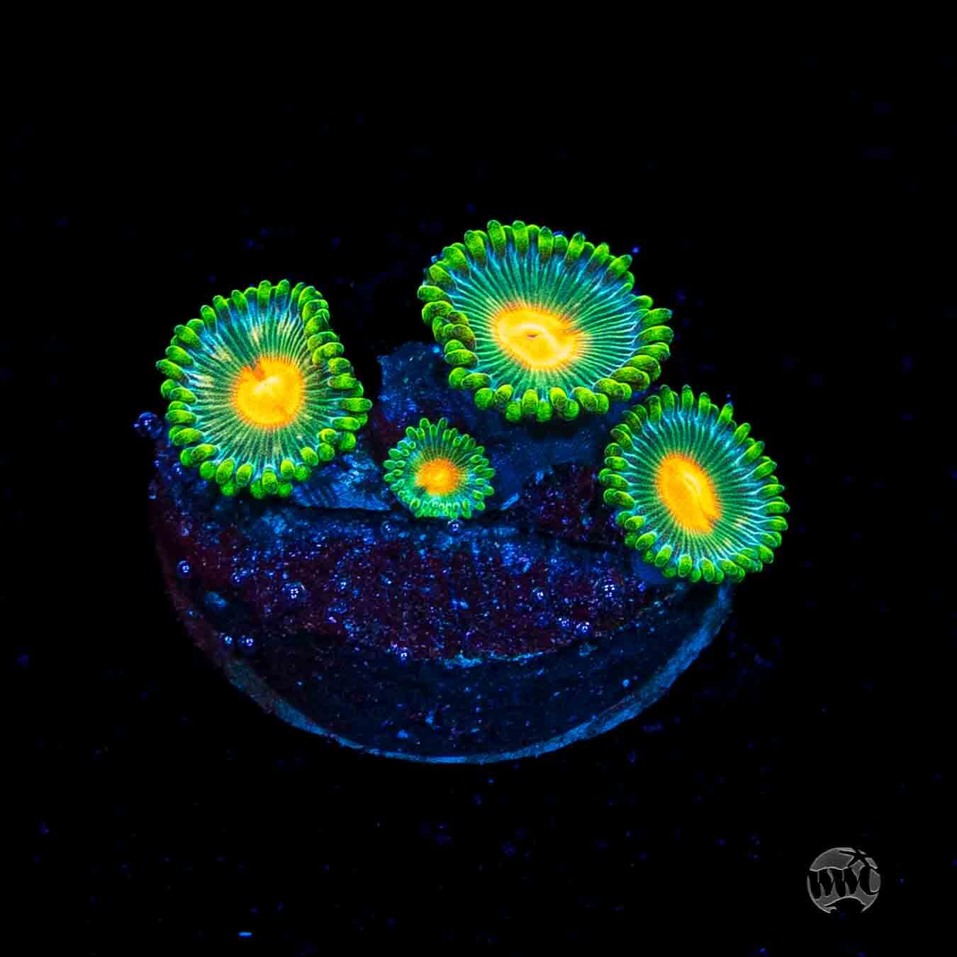 WWC Campfire Zoanthids