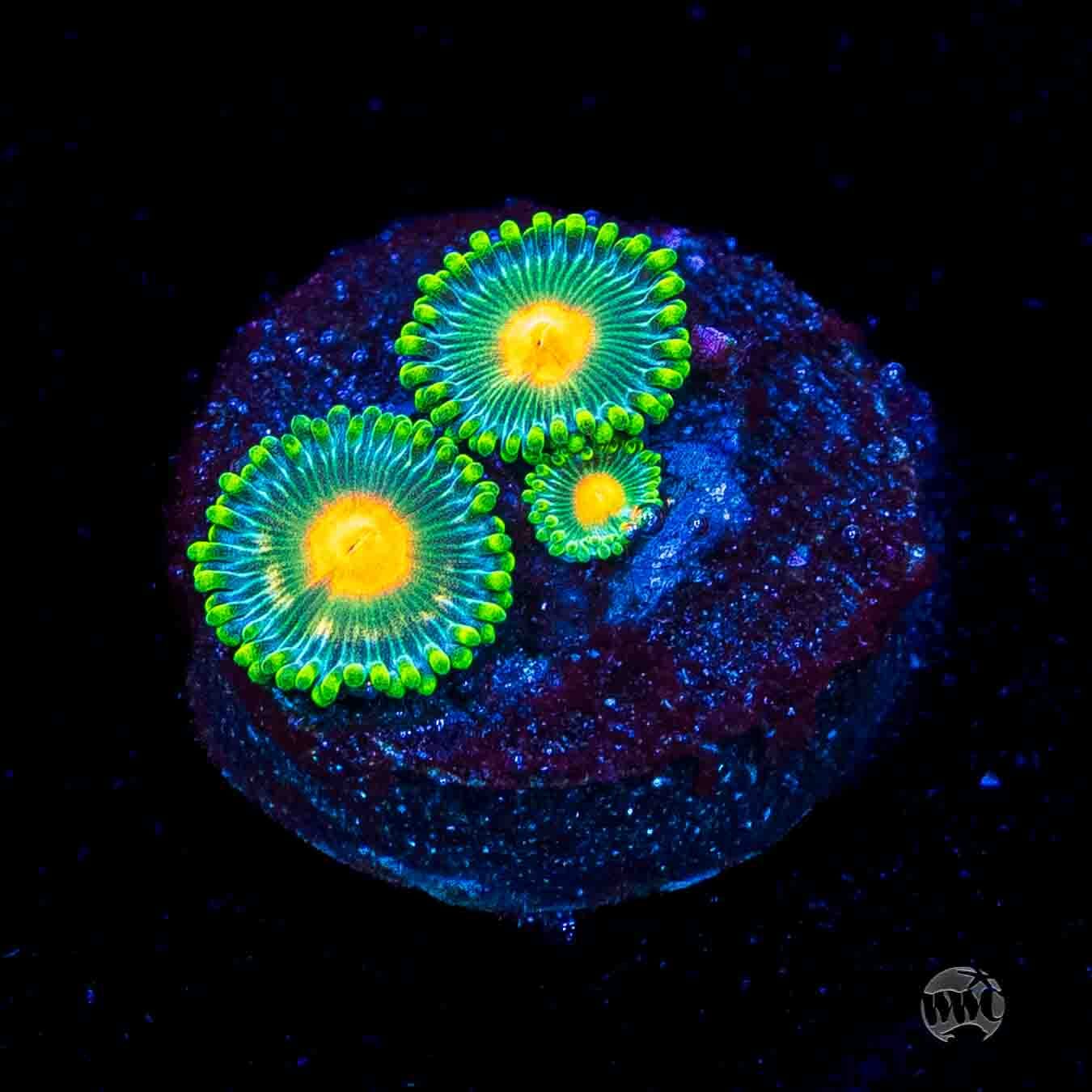 WWC Campfire Zoanthids