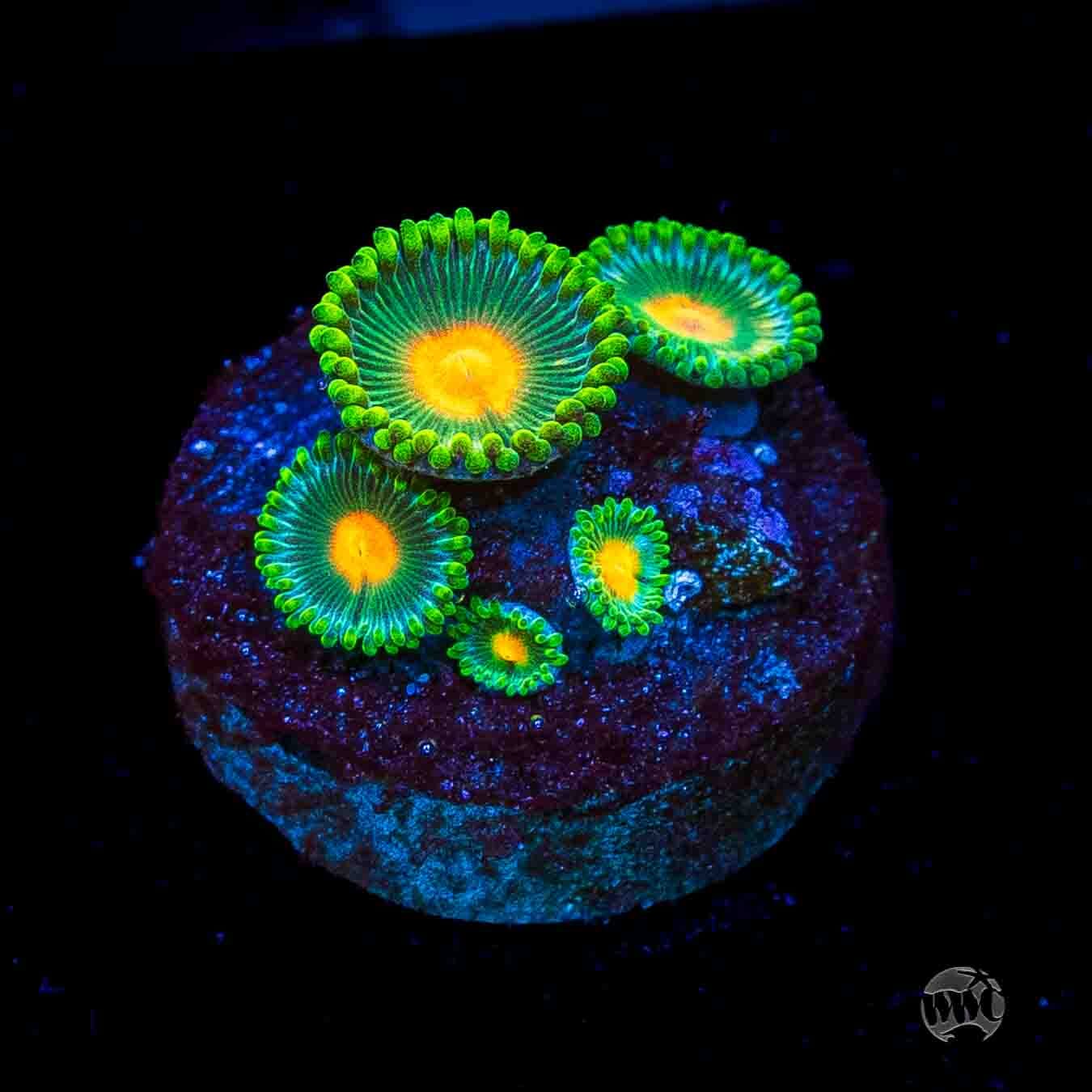 WWC Campfire Zoanthids