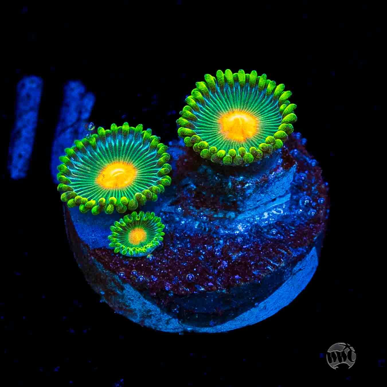 WWC Campfire Zoanthids