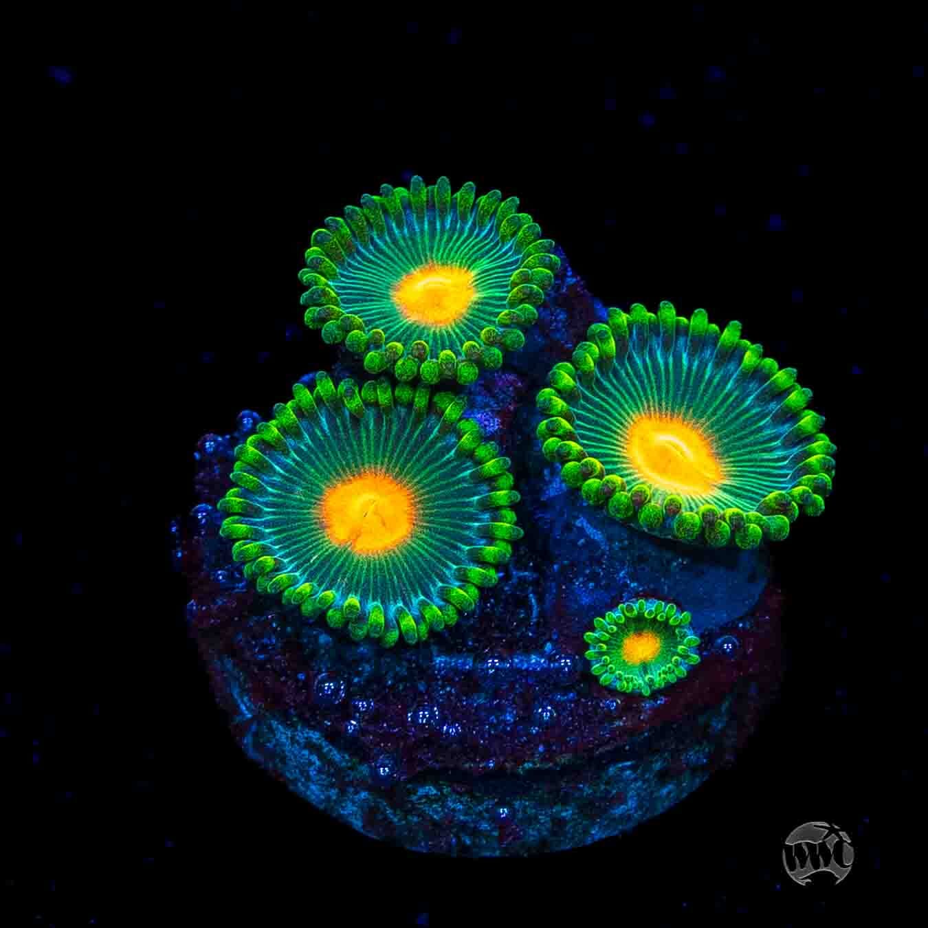 WWC Campfire Zoanthids