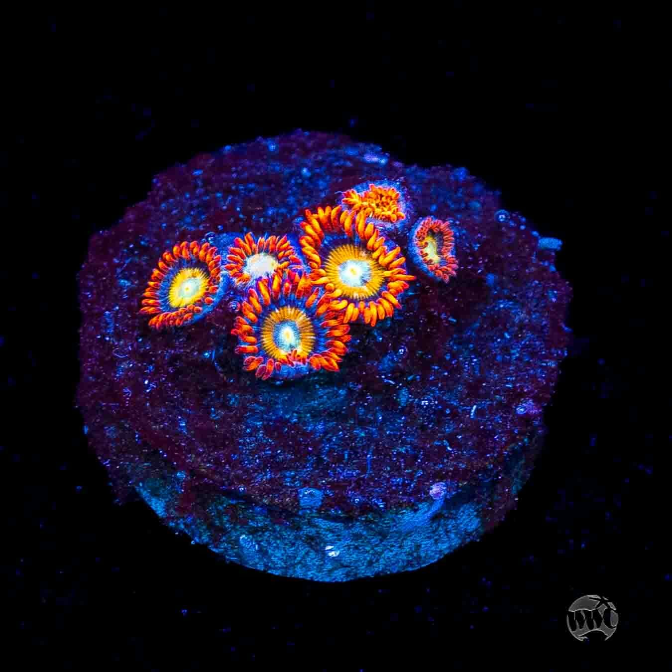 WWC Blondies Zoanthids
