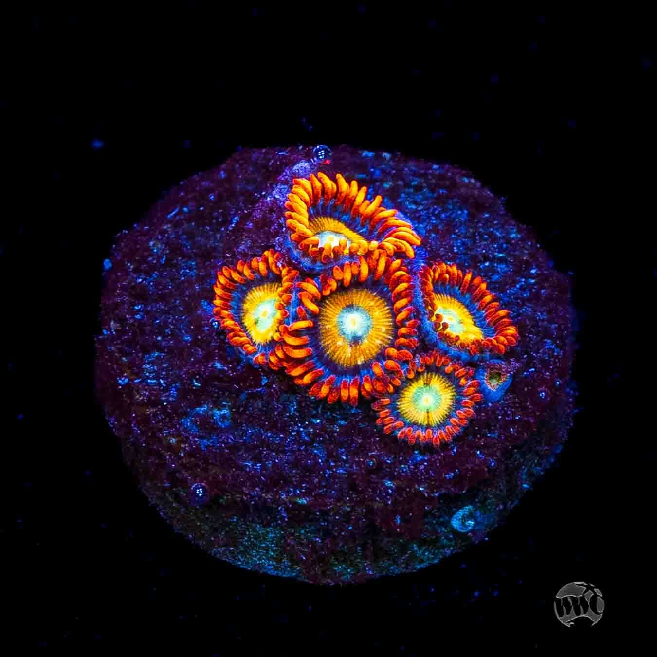 WWC Blondies Zoanthids
