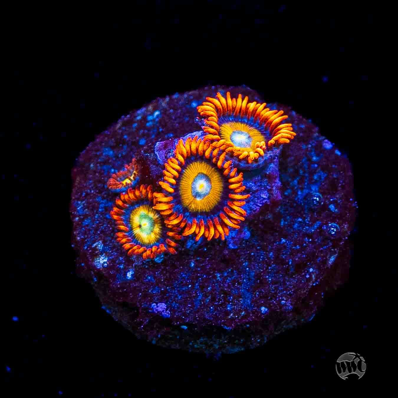 WWC Blondies Zoanthids