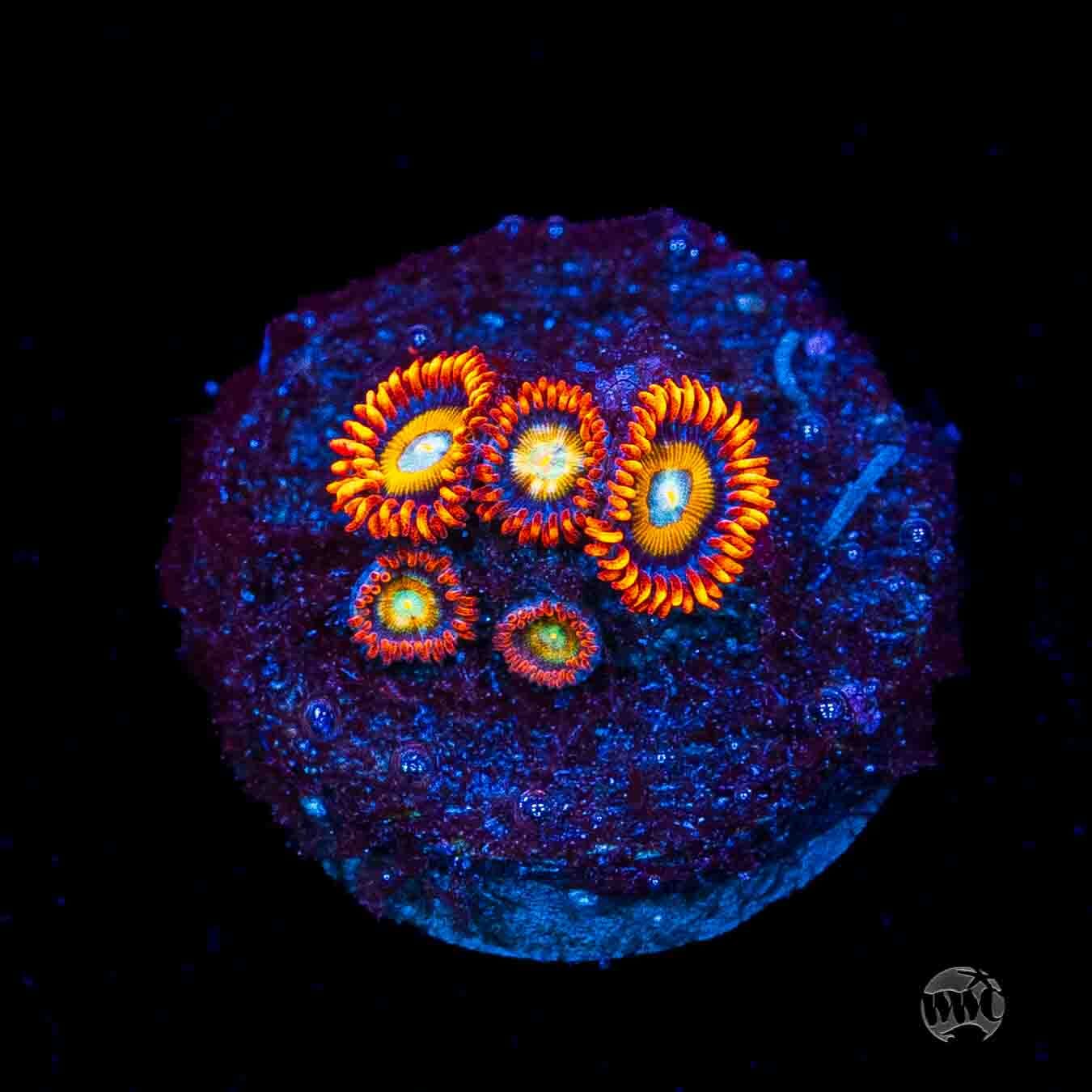 WWC Blondies Zoanthids