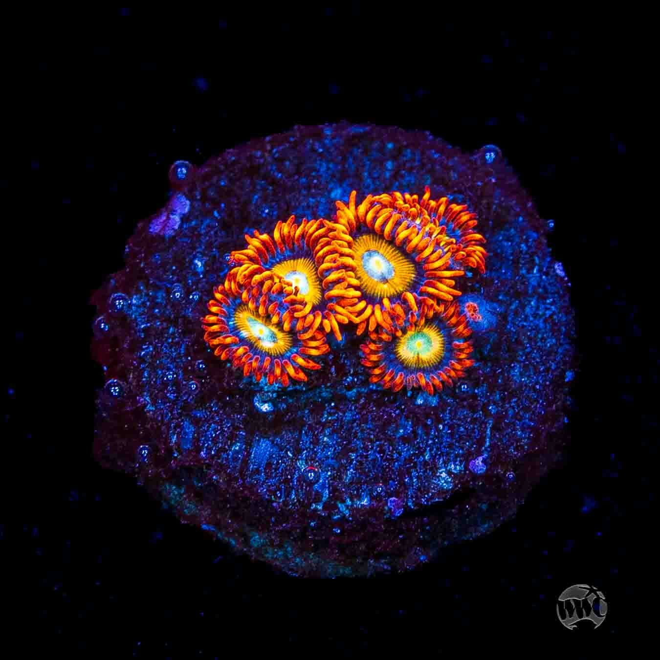 WWC Blondies Zoanthids