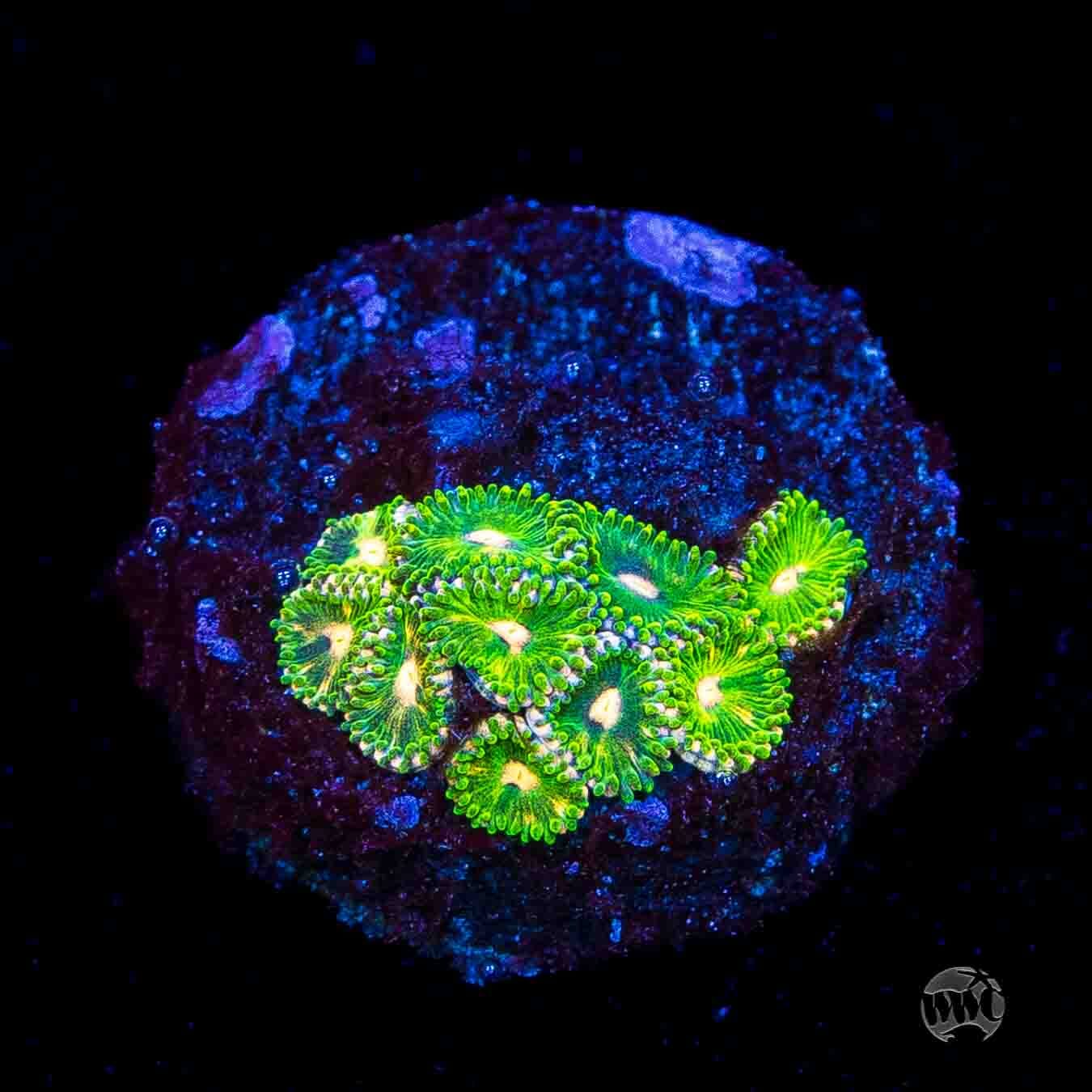 WWC Pine Nutz Zoanthids