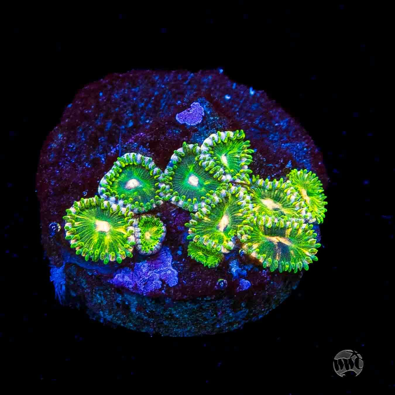WWC Pine Nutz Zoanthids