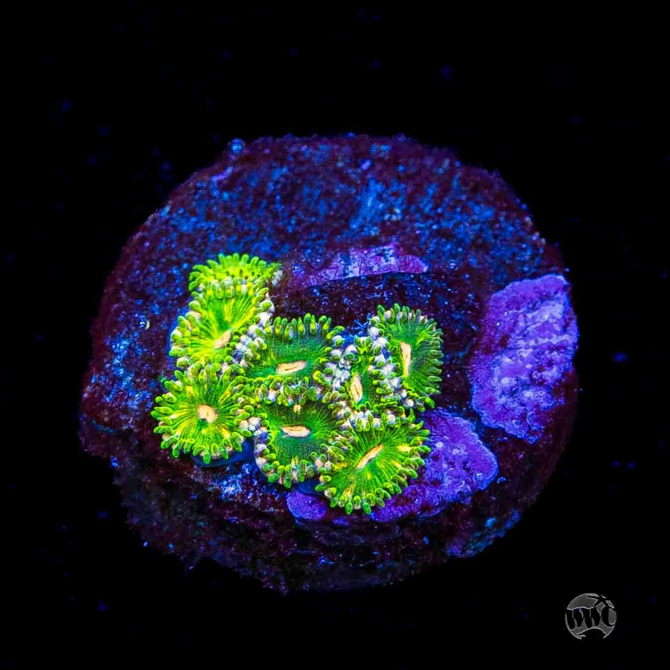WWC Pine Nutz Zoanthids