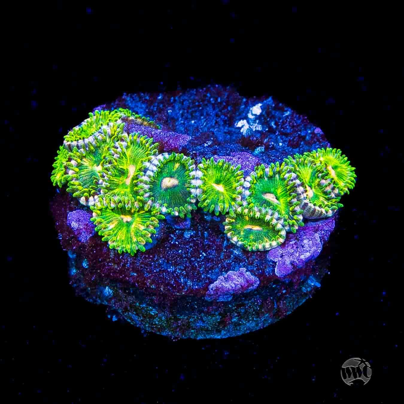 WWC Pine Nutz Zoanthids