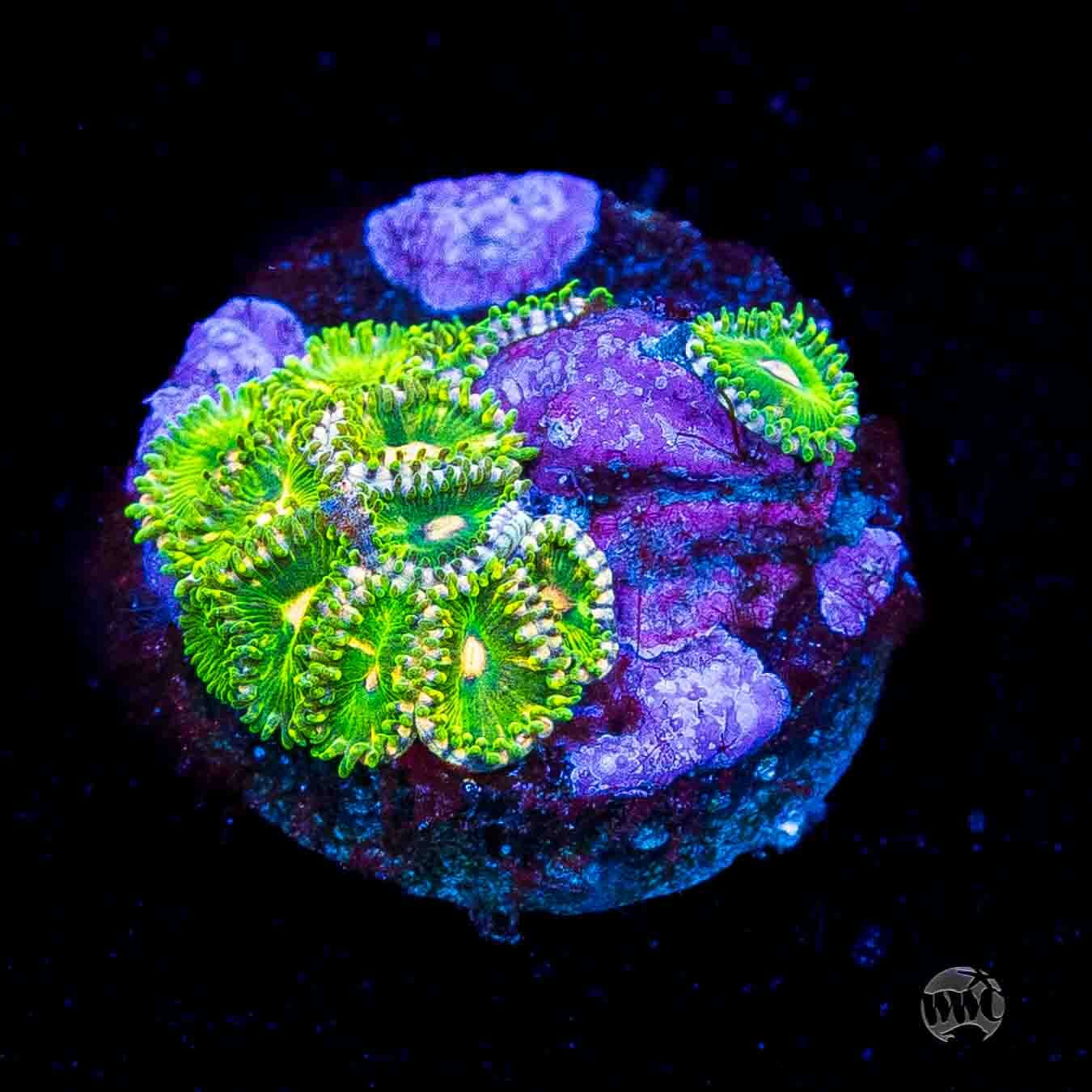 WWC Pine Nutz Zoanthids