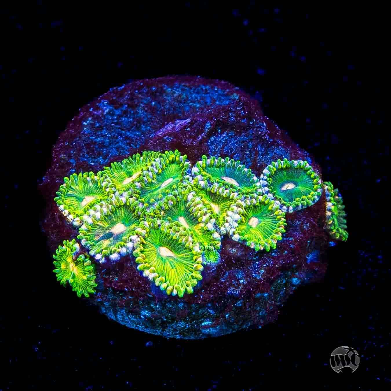 WWC Pine Nutz Zoanthids