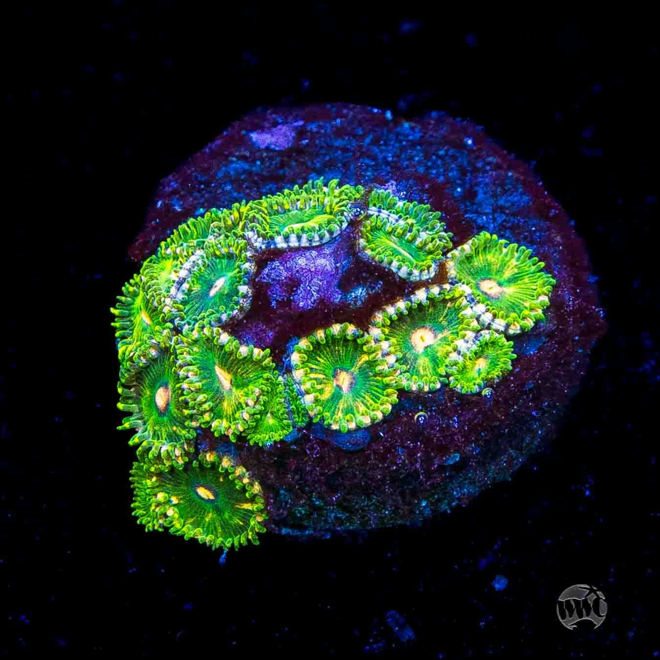 WWC Pine Nutz Zoanthids