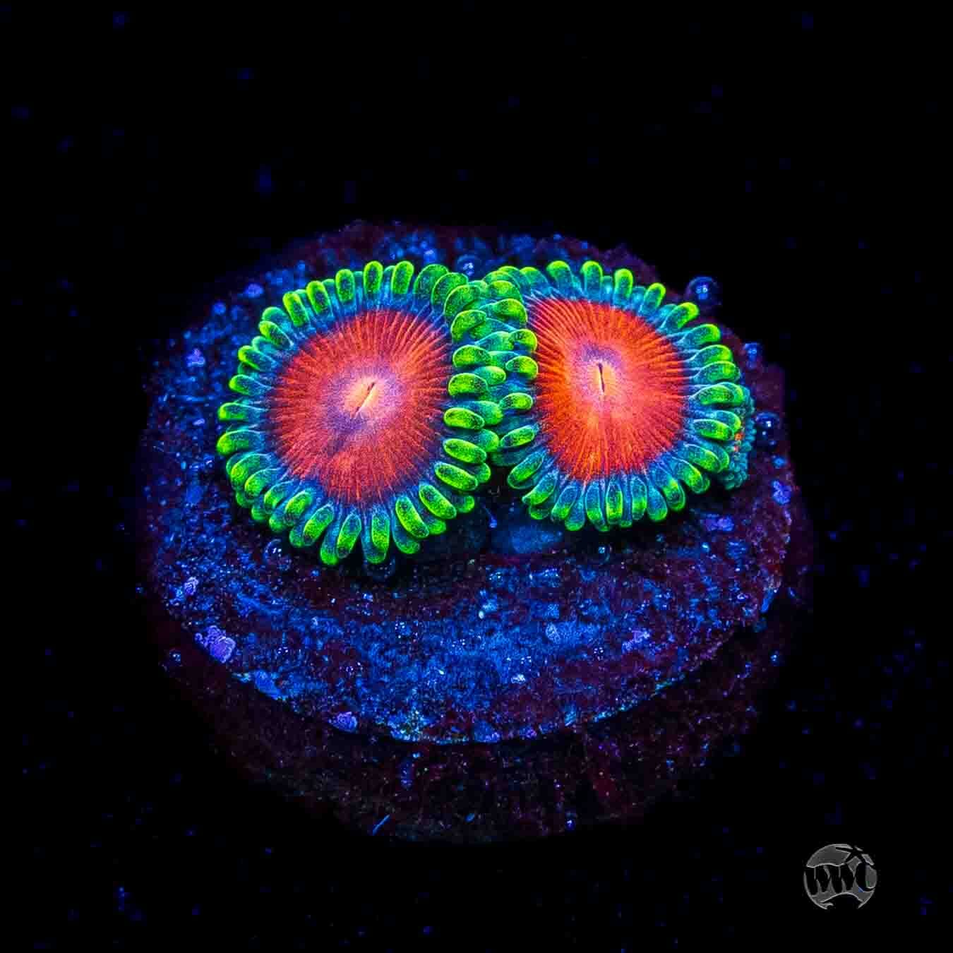 WWC Elemental Fury Zoanthids