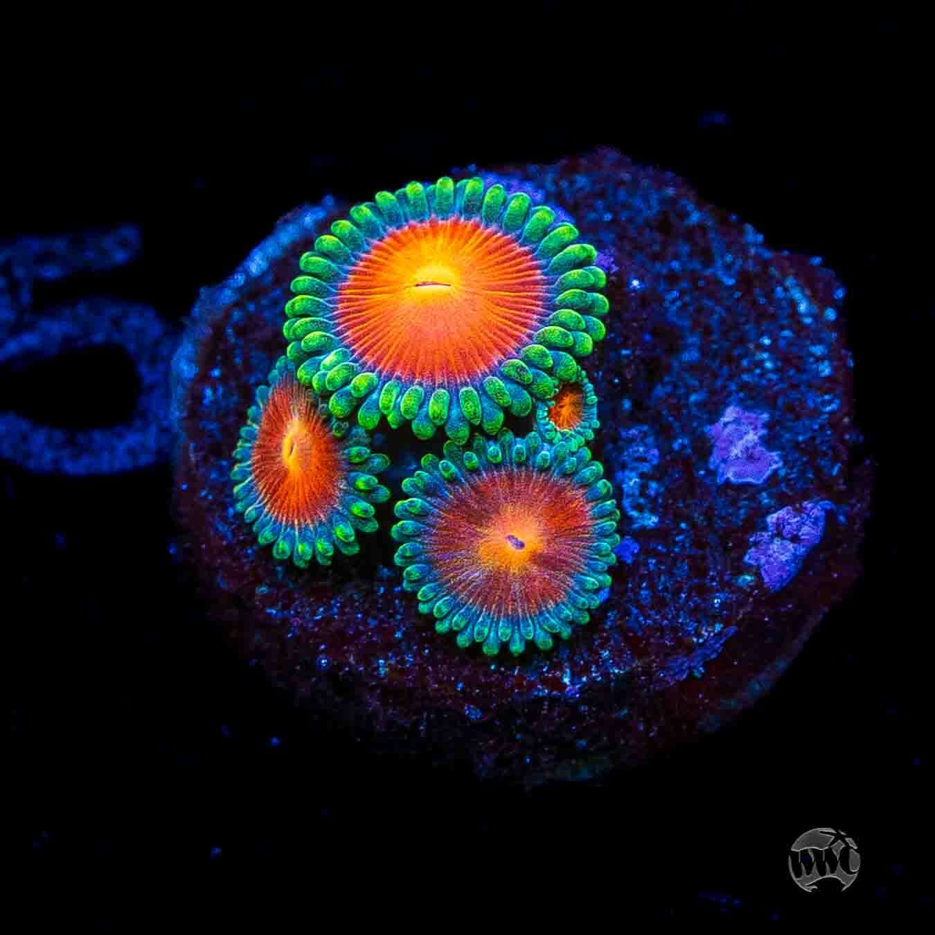 WWC Elemental Fury Zoanthids