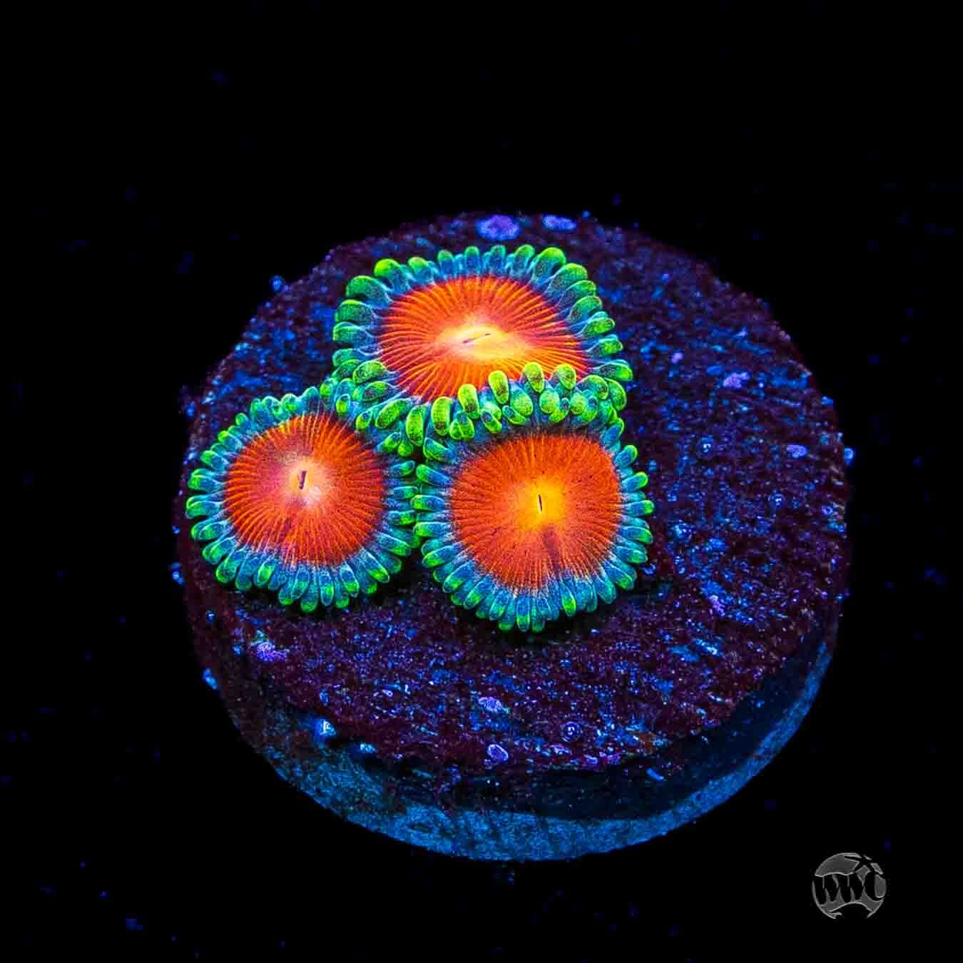 WWC Elemental Fury Zoanthids