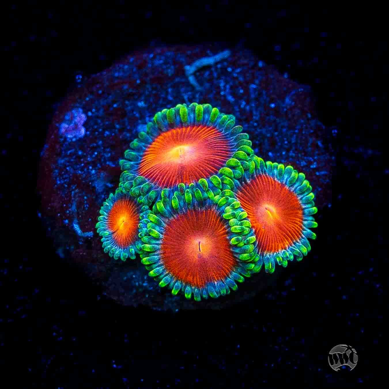 WWC Elemental Fury Zoanthids