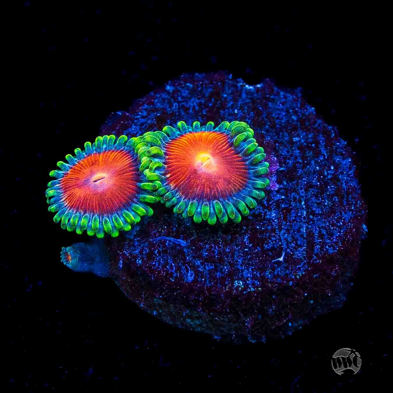 WWC Elemental Fury Zoanthids