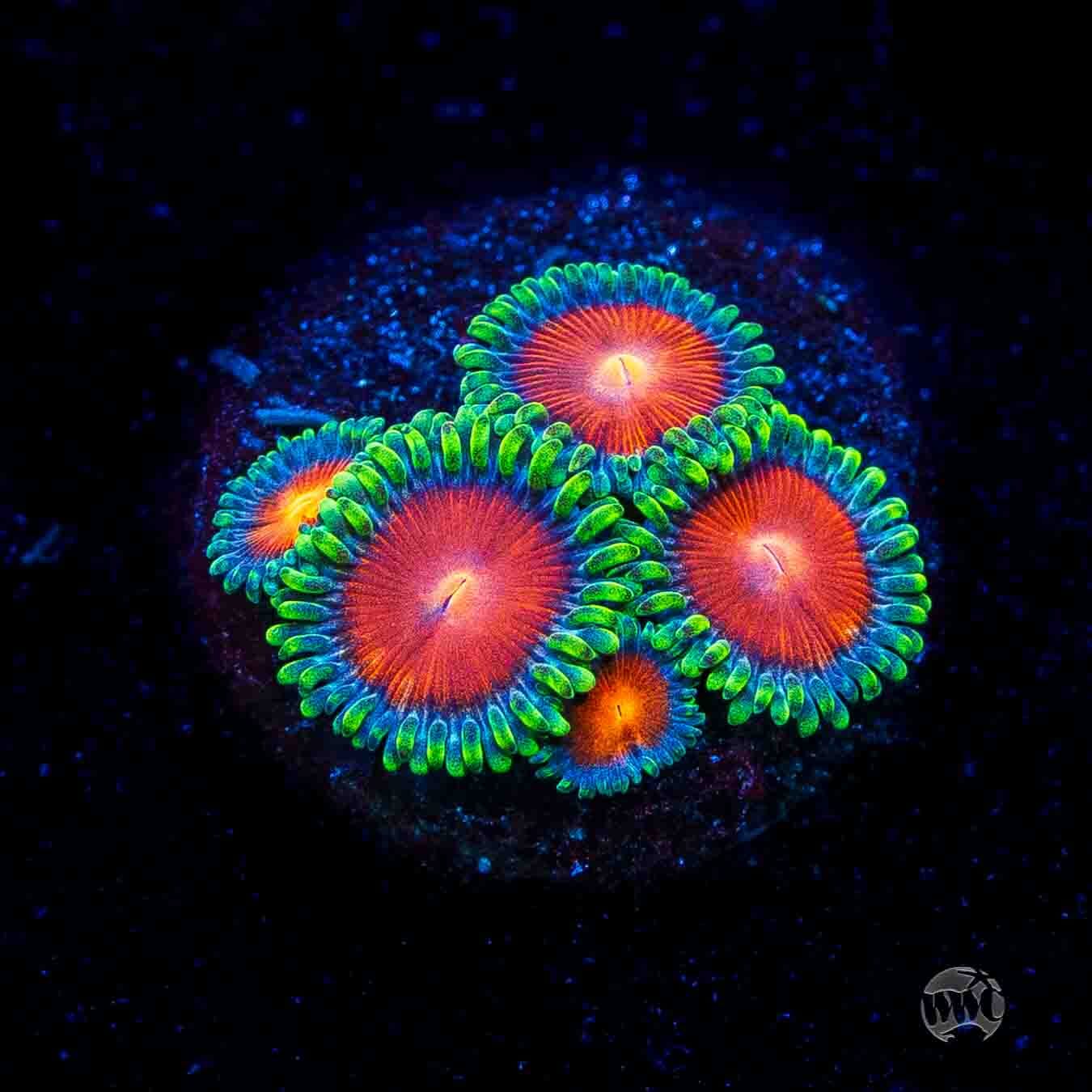 WWC Elemental Fury Zoanthids