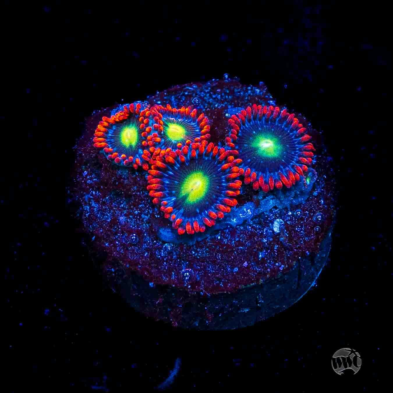 WWC Monster Mash Zoanthids