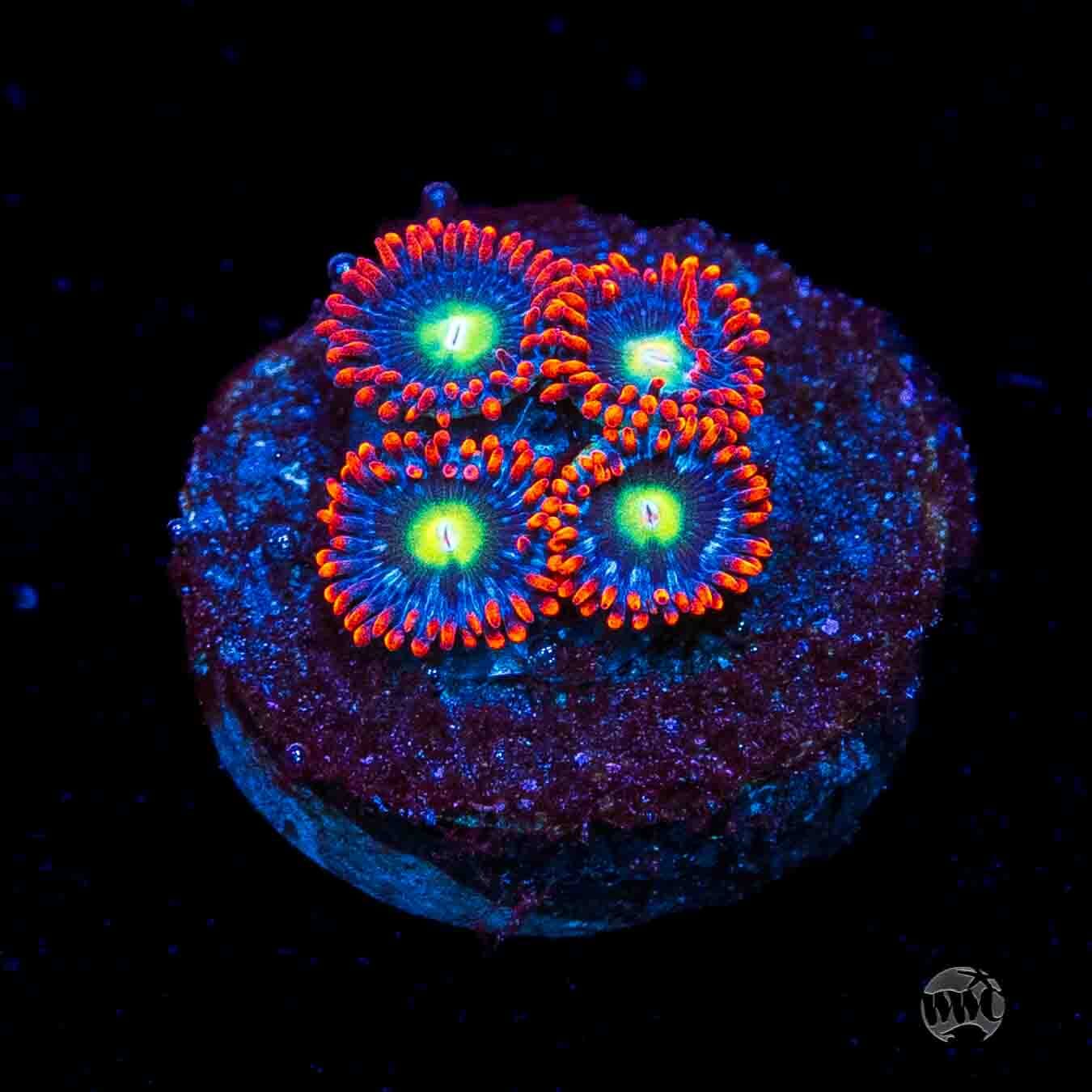 WWC Monster Mash Zoanthids