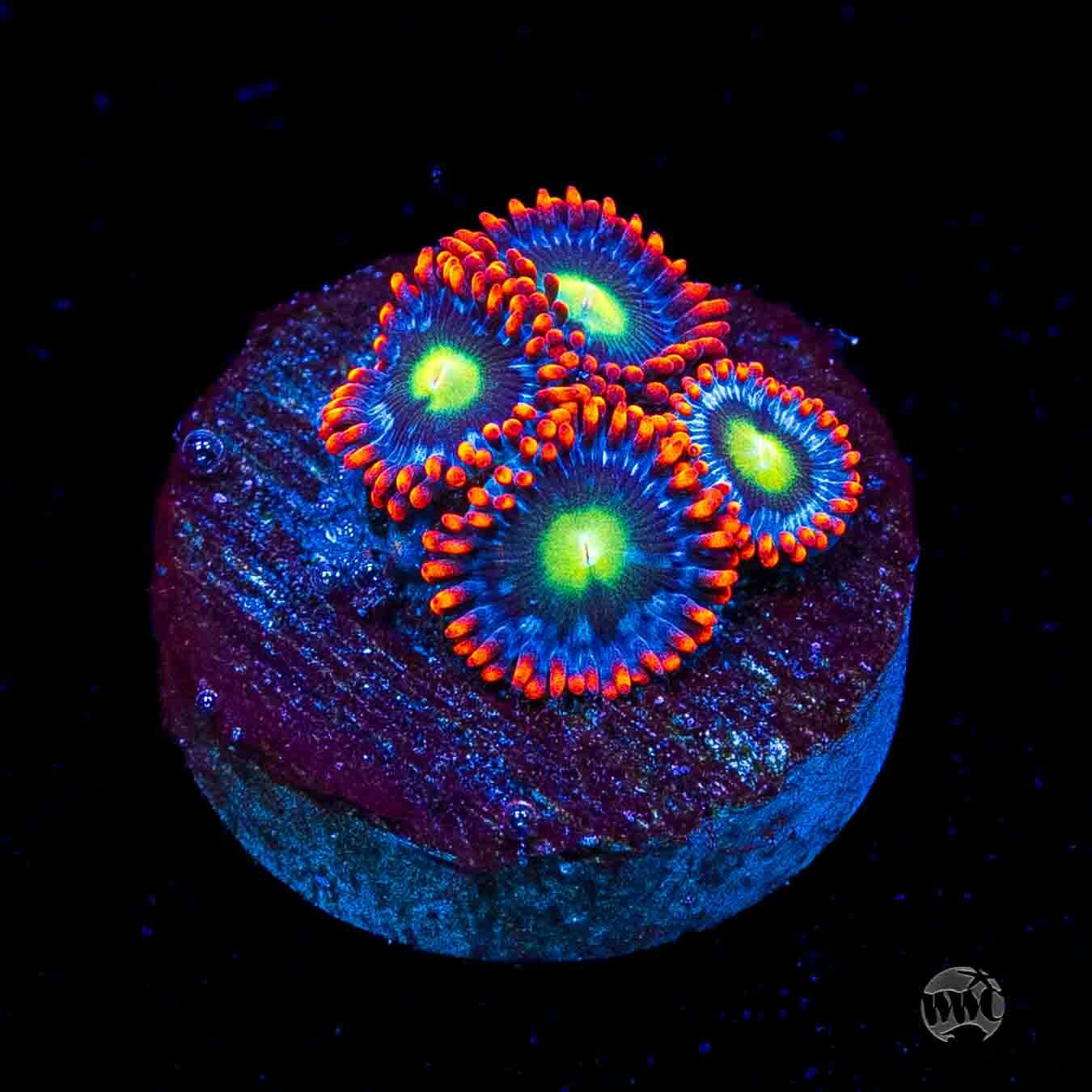 WWC Monster Mash Zoanthids