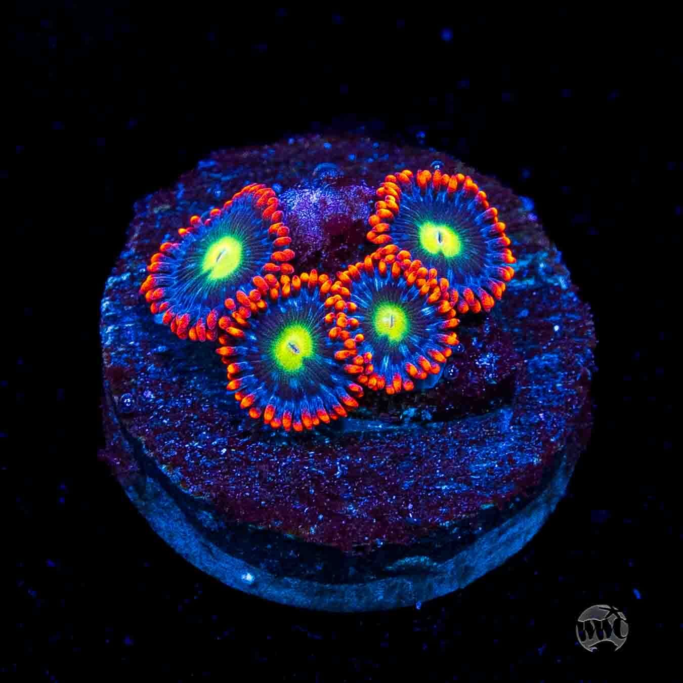 WWC Monster Mash Zoanthids