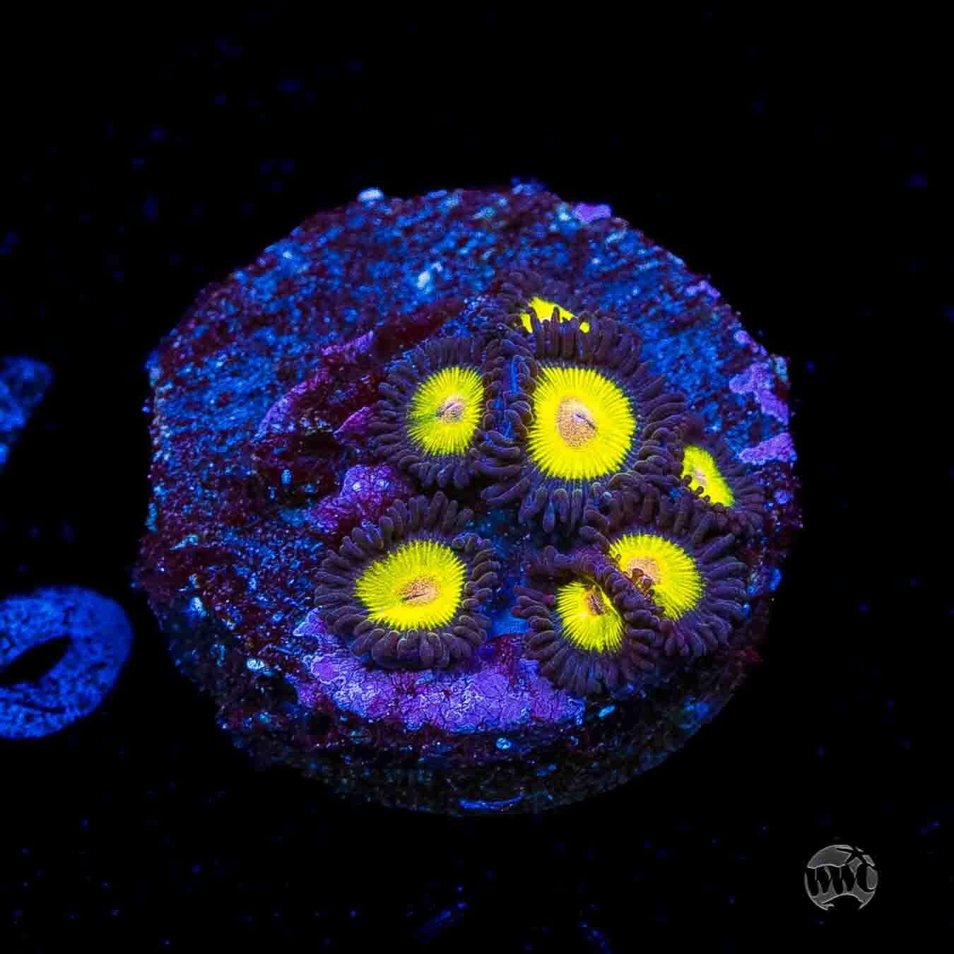 WWC Goldeneye Zoanthids