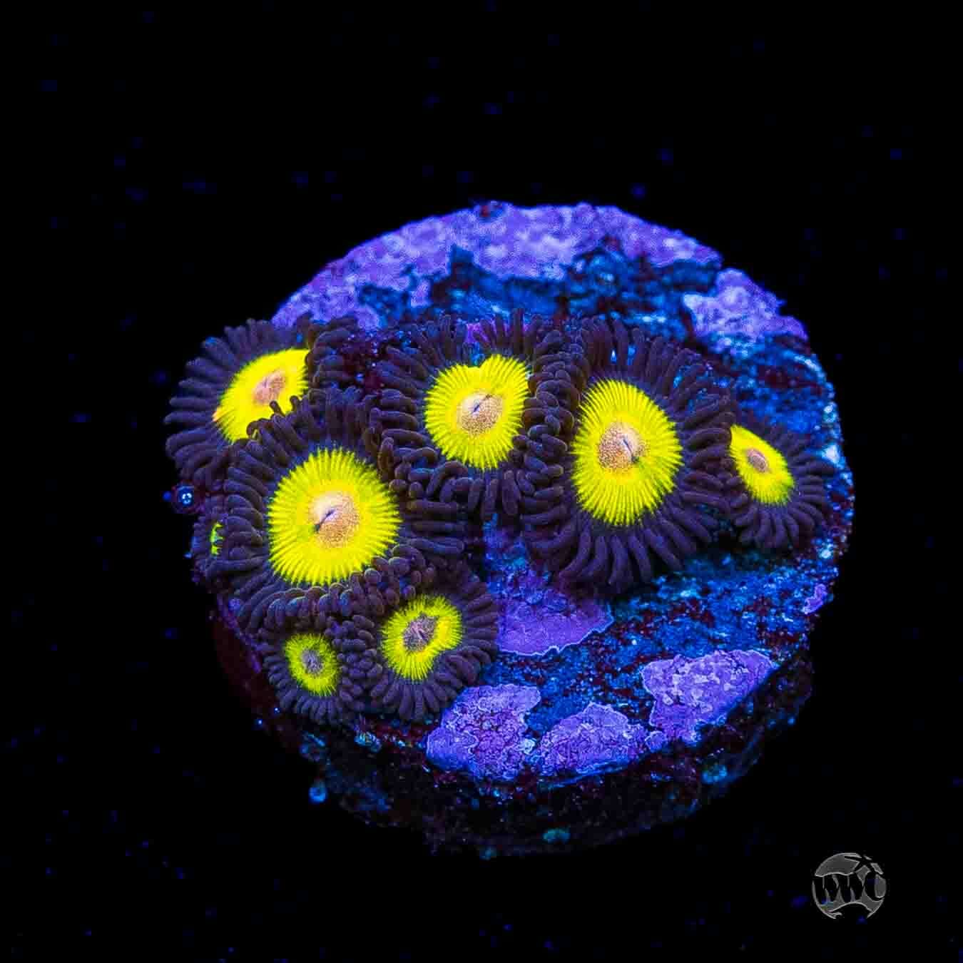 WWC Goldeneye Zoanthids