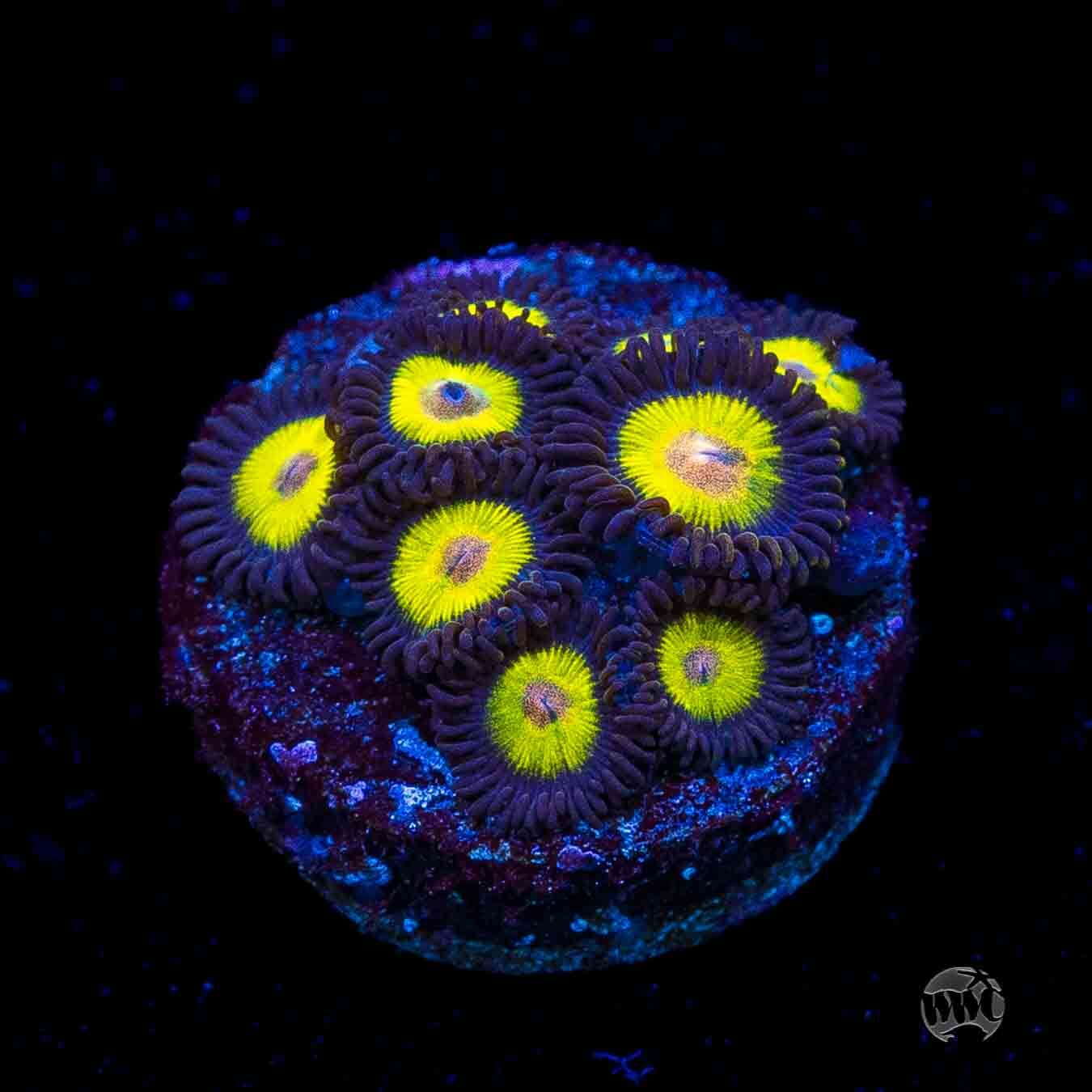 WWC Goldeneye Zoanthids