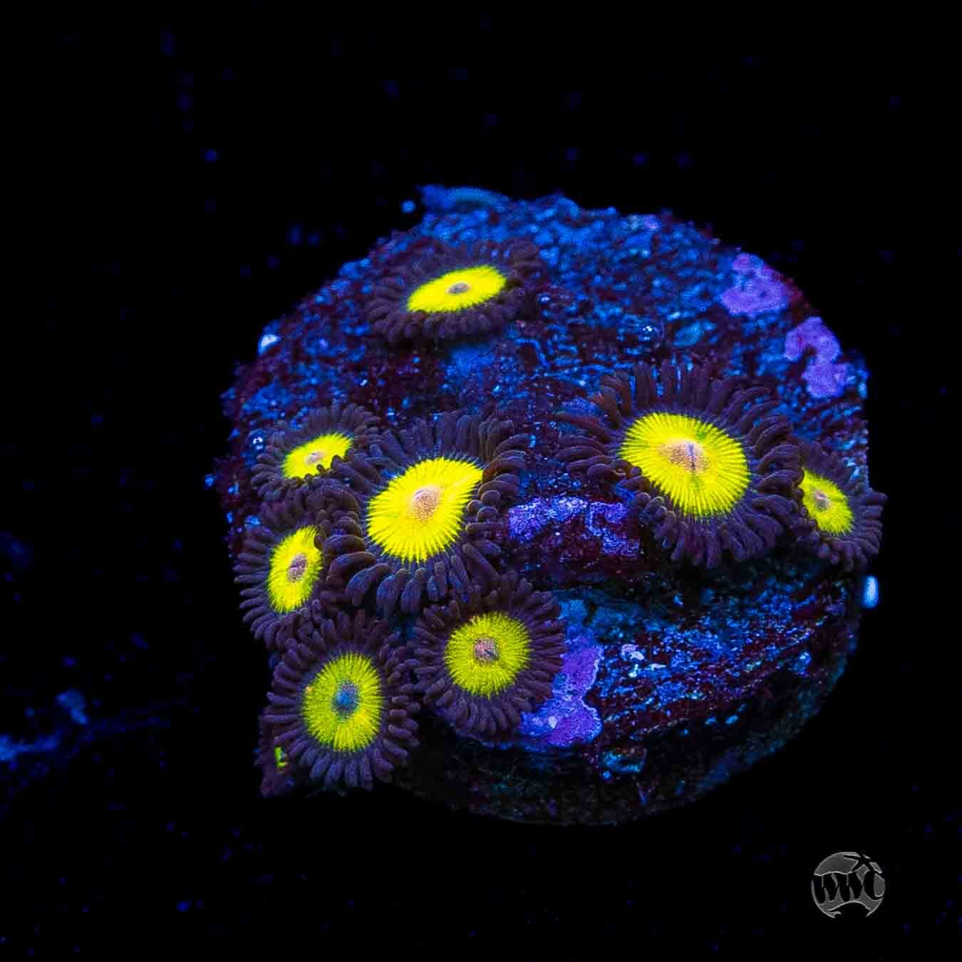 WWC Goldeneye Zoanthids