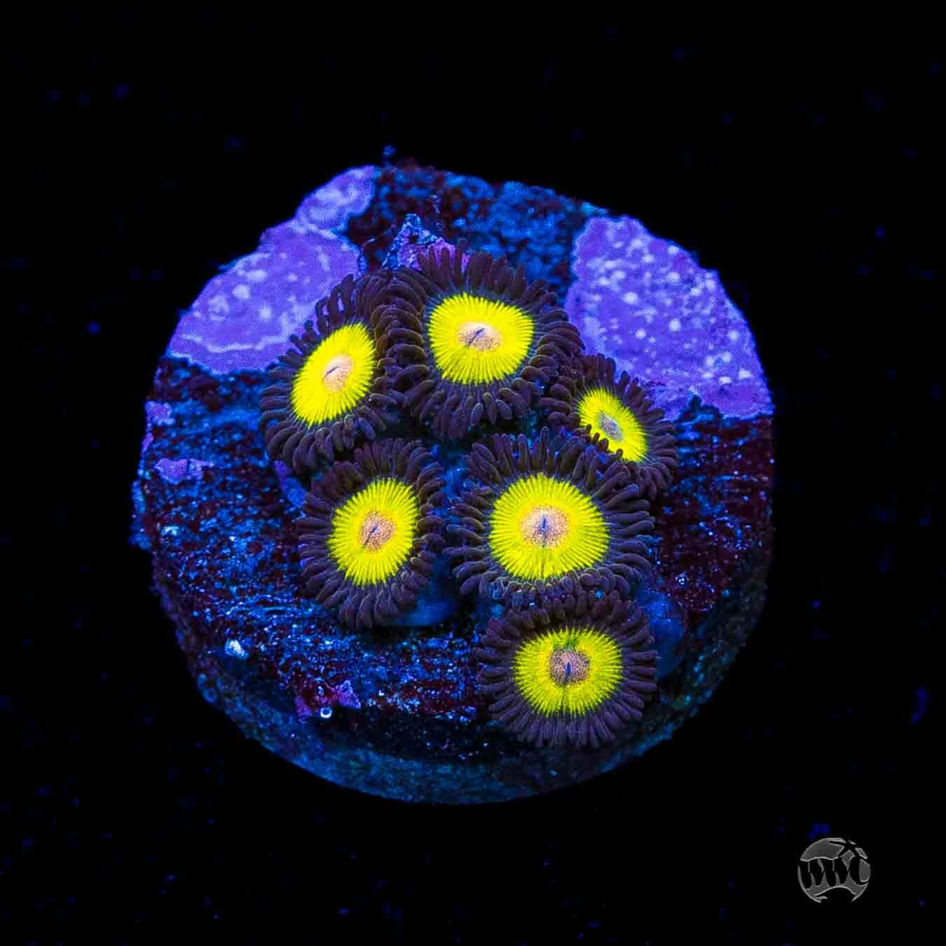 WWC Goldeneye Zoanthids