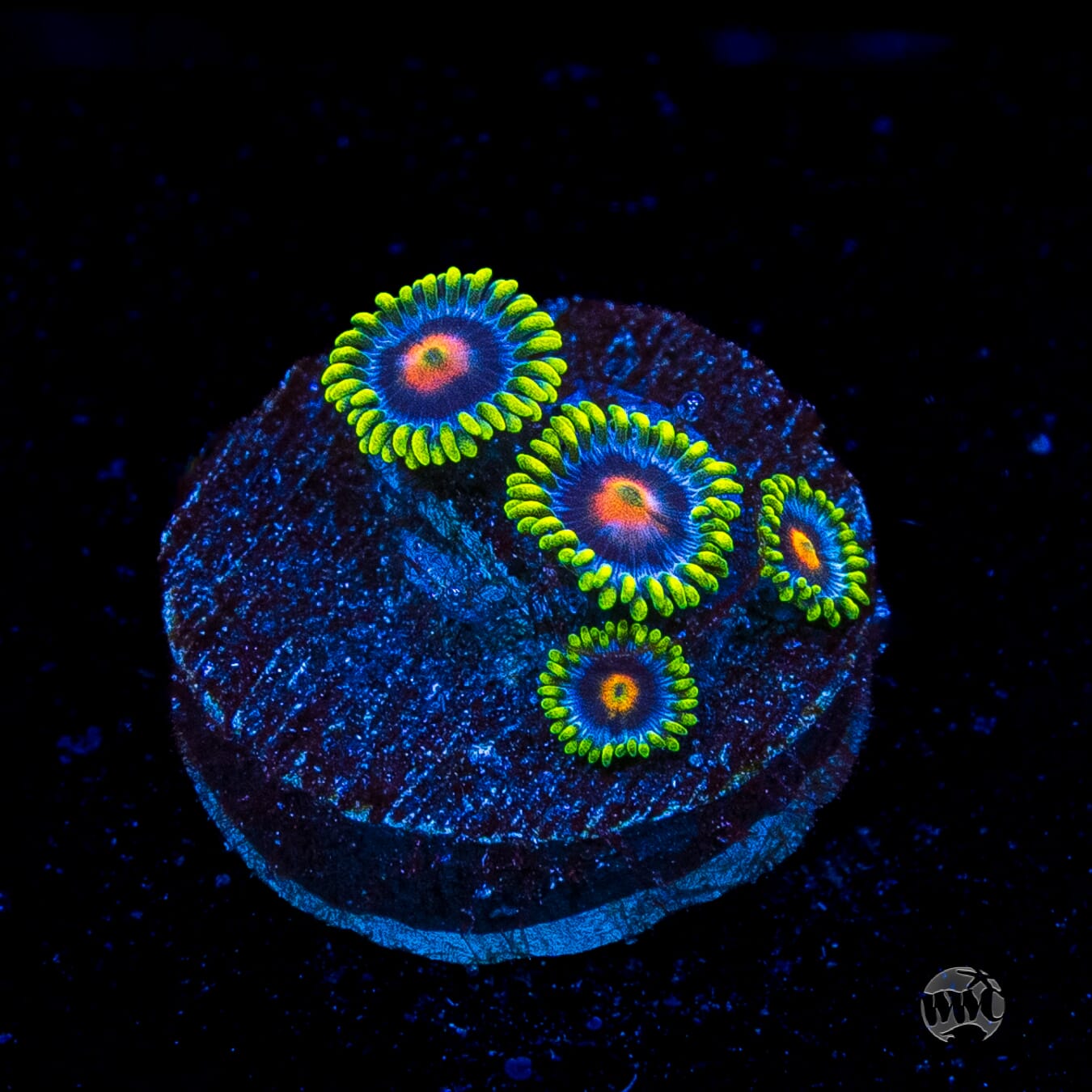 WWC Ultimate Blow Pop Zoanthids