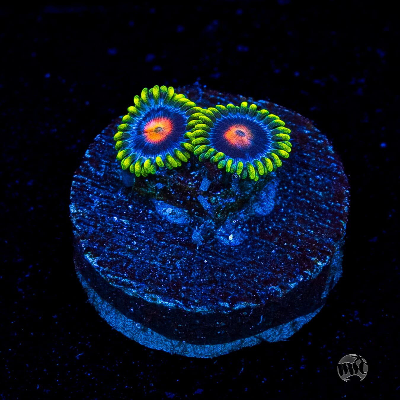 WWC Ultimate Blow Pop Zoanthids