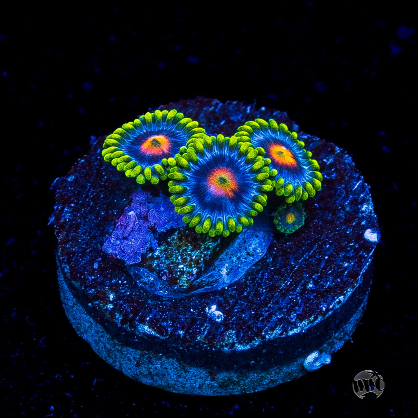 WWC Ultimate Blow Pop Zoanthids