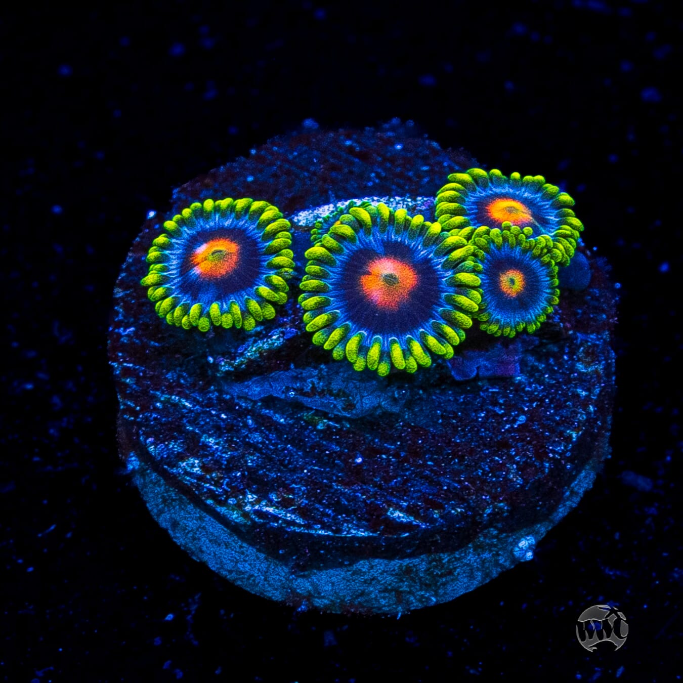 WWC Ultimate Blow Pop Zoanthids