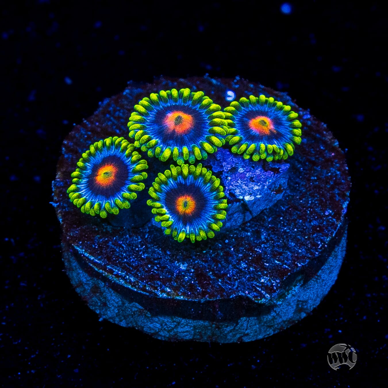 WWC Ultimate Blow Pop Zoanthids