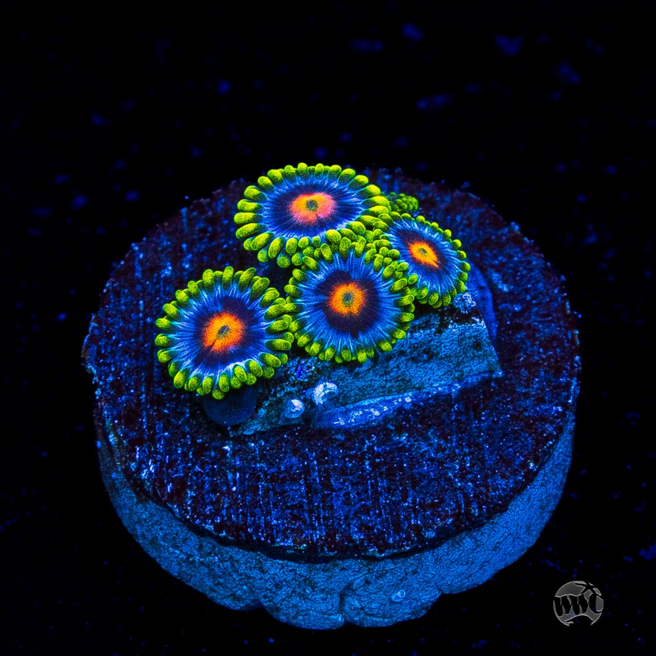 WWC Ultimate Blow Pop Zoanthids