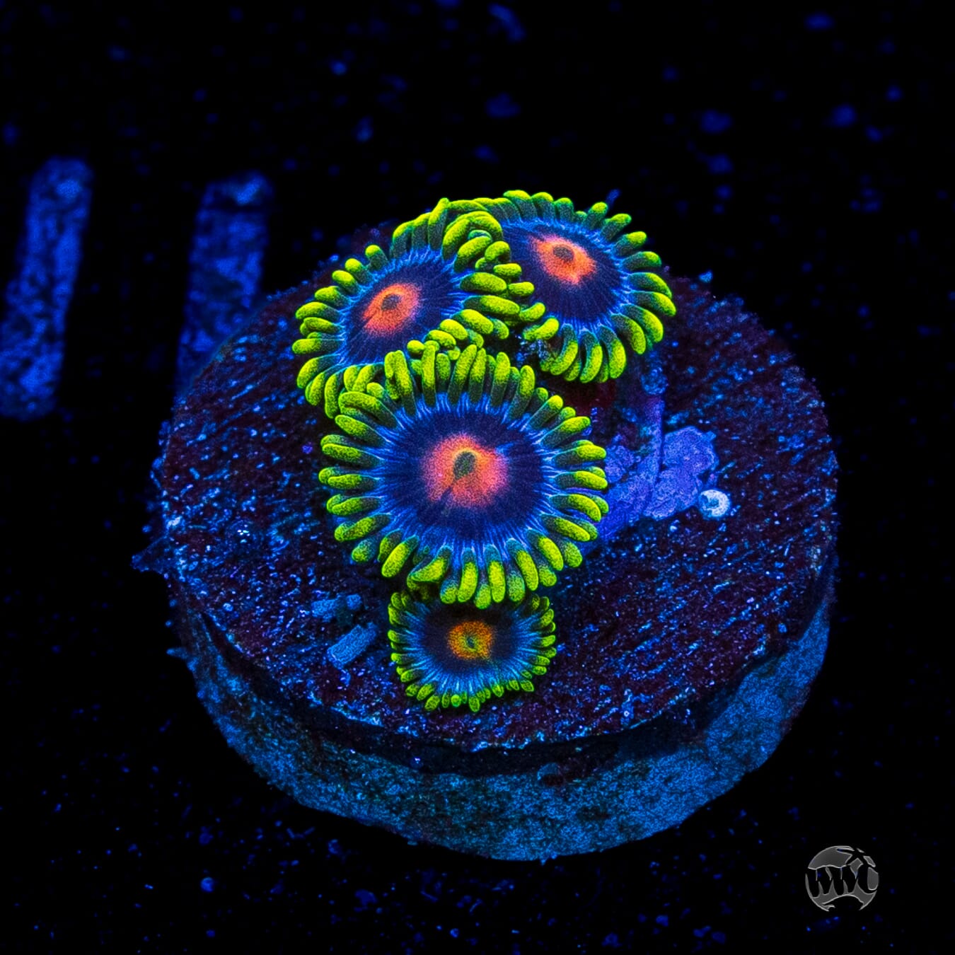WWC Ultimate Blow Pop Zoanthids