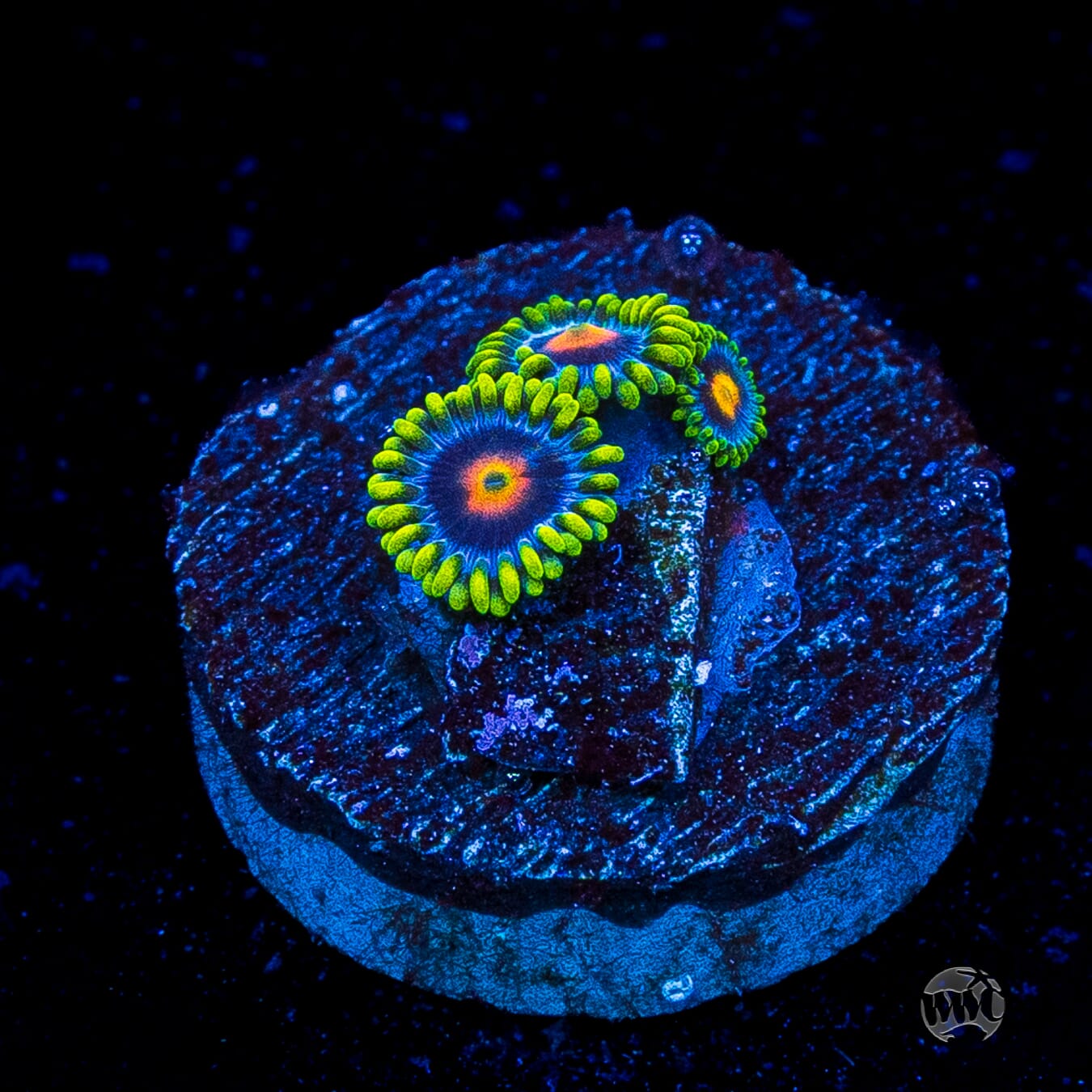 WWC Ultimate Blow Pop Zoanthids