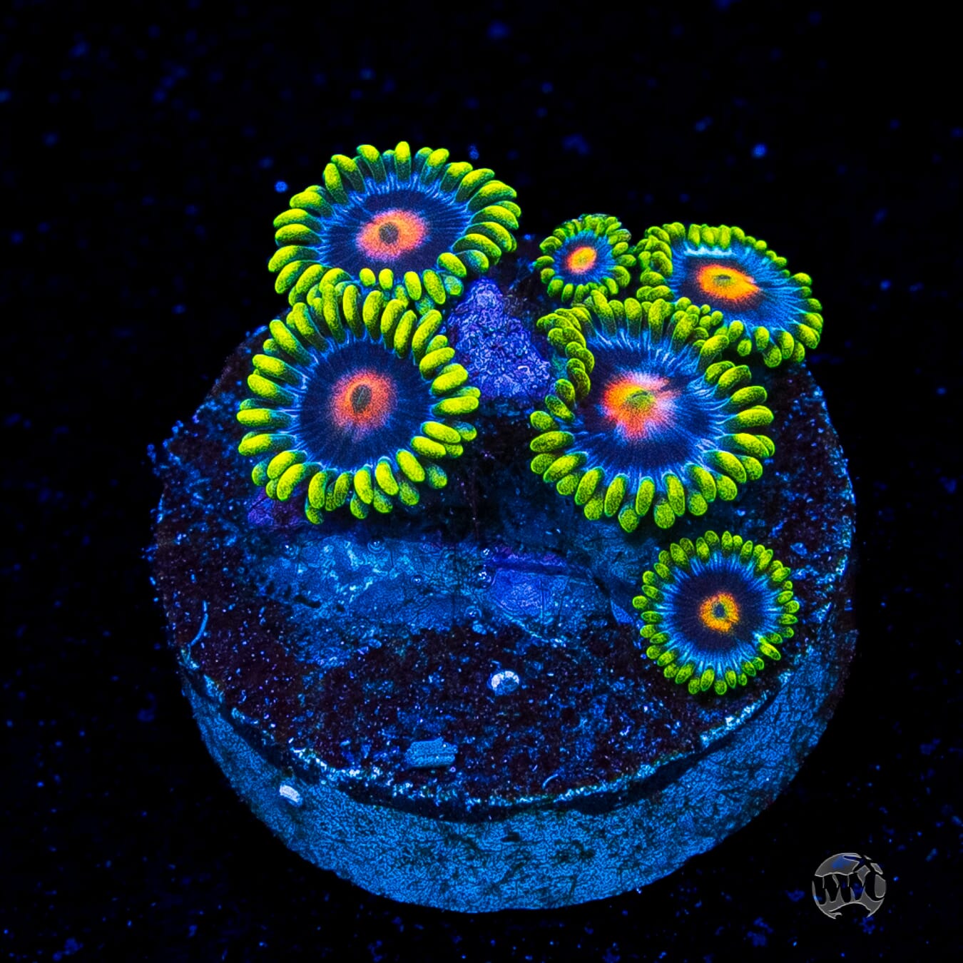 WWC Ultimate Blow Pop Zoanthids