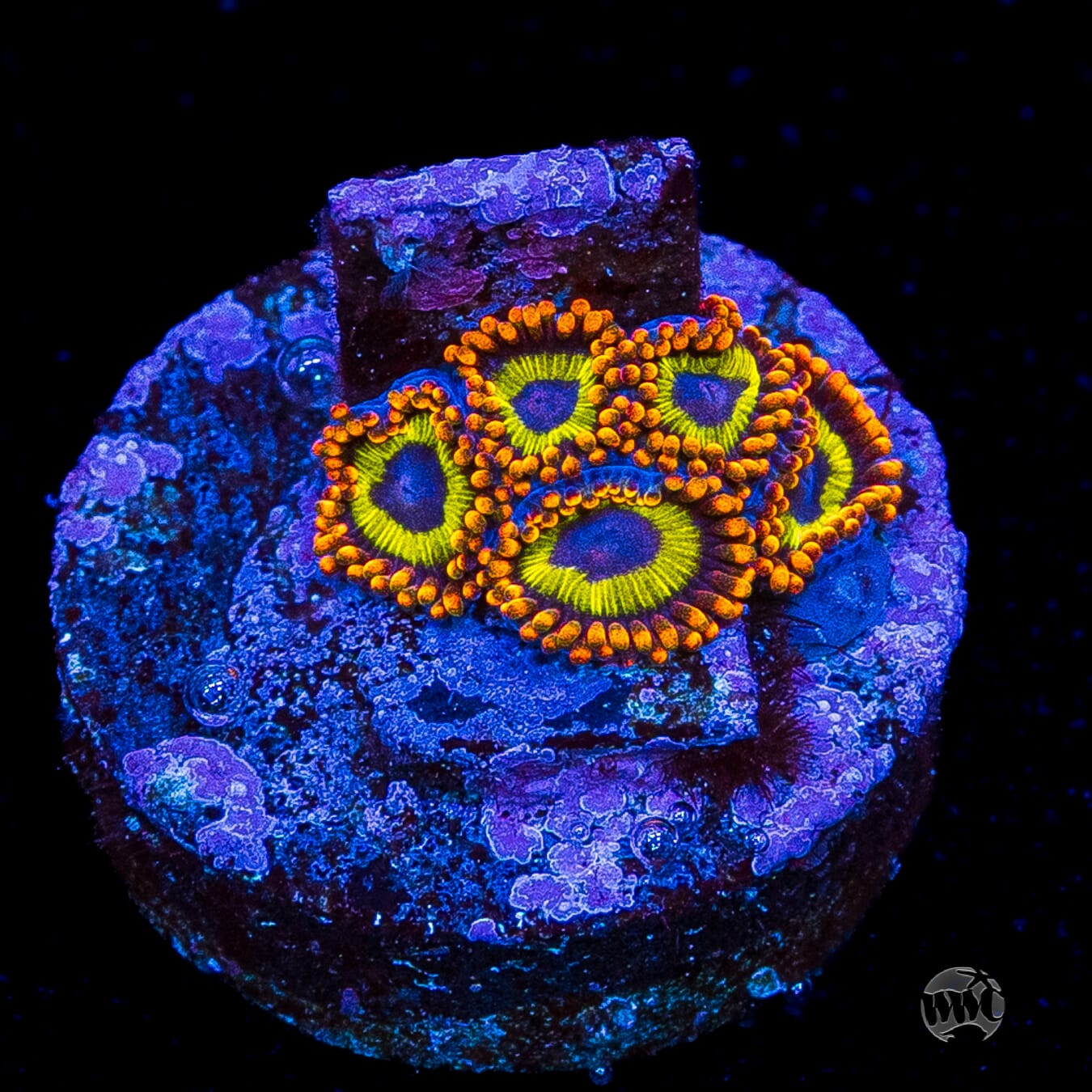 Fruit Loopz Zoanthids